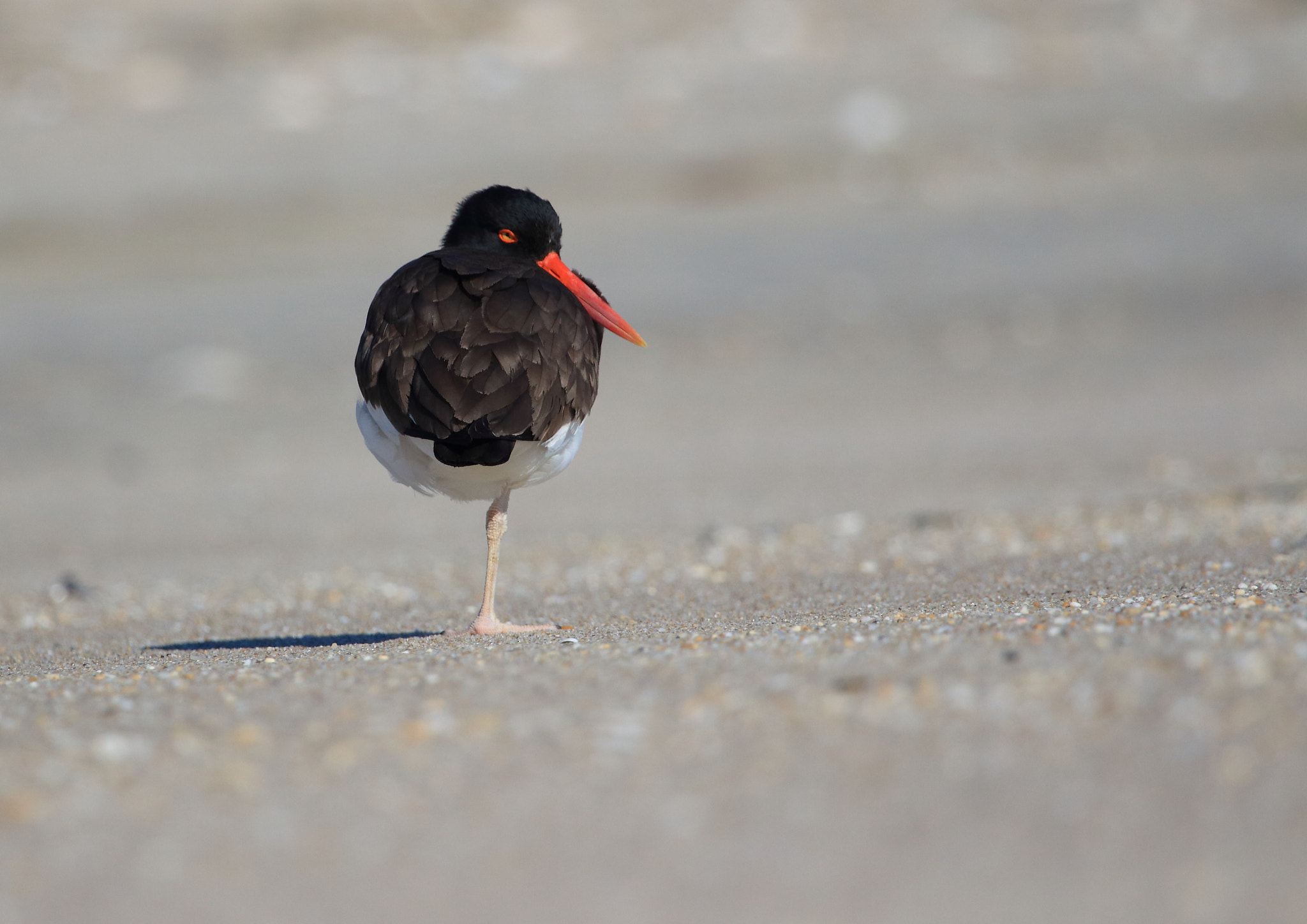 Canon EOS 650D (EOS Rebel T4i / EOS Kiss X6i) + Canon EF 100-400mm F4.5-5.6L IS USM sample photo. American oystercatcher photography
