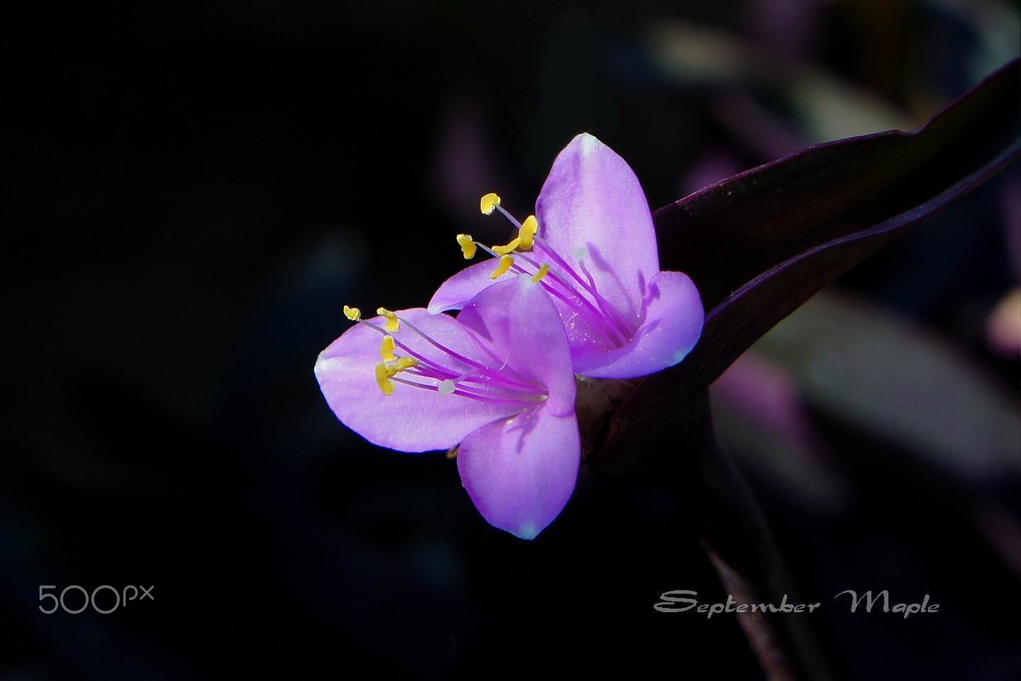 Sony NEX-5C sample photo. 紫花鸭跖草 photography