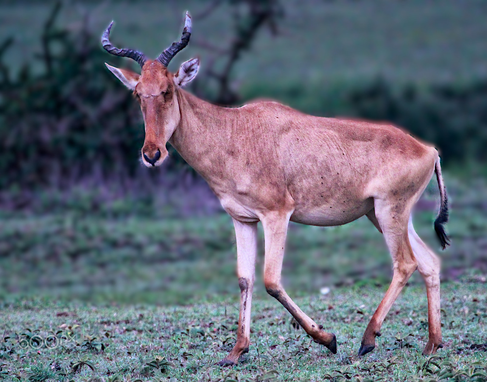 Canon EF 100-400mm F4.5-5.6L IS USM sample photo. Hartebeest photography