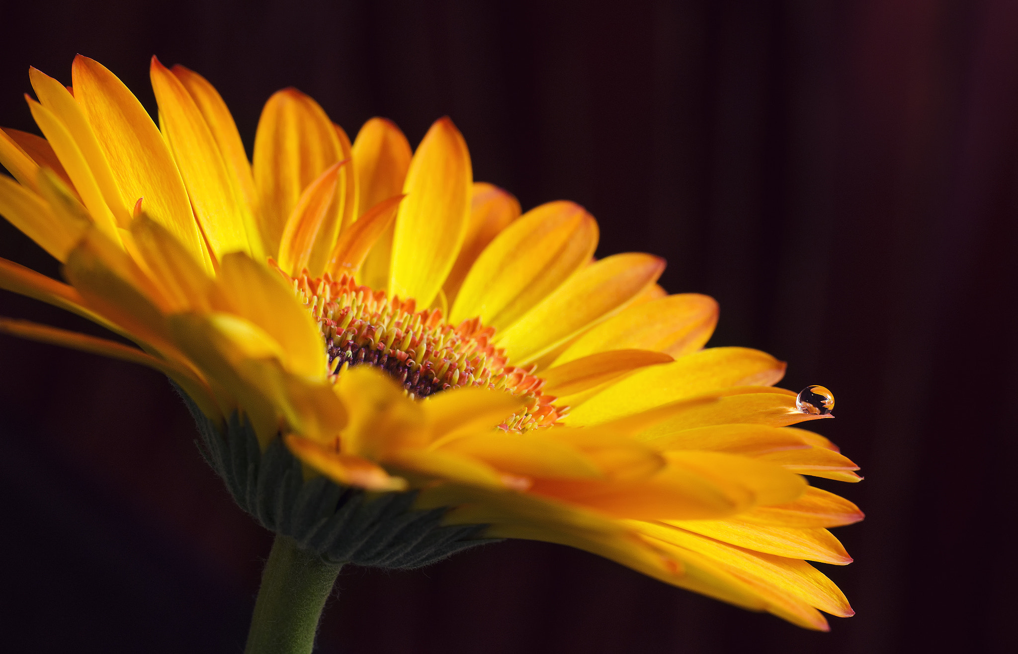 Sony a99 II + Sigma 70mm F2.8 EX DG Macro sample photo. Gerbera photography