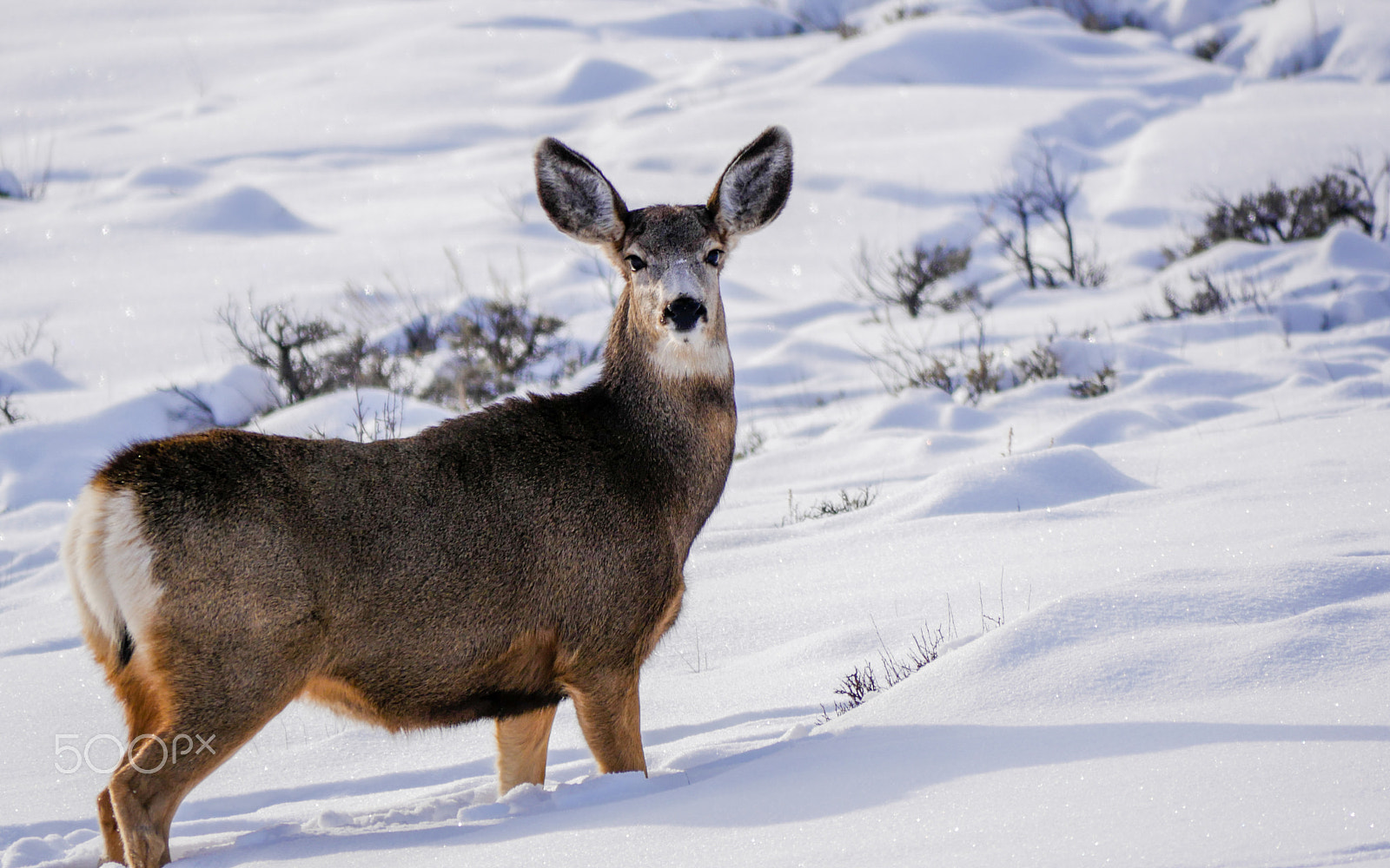 Panasonic Lumix DMC-GH4 sample photo. An alert deer photography