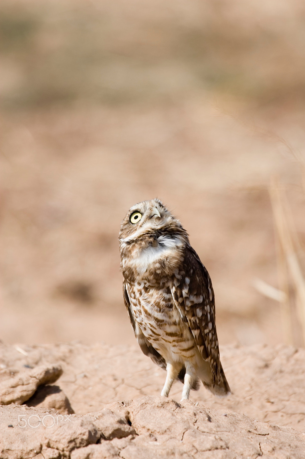 Canon EF 100-400mm F4.5-5.6L IS USM sample photo. Burrowing owl photography