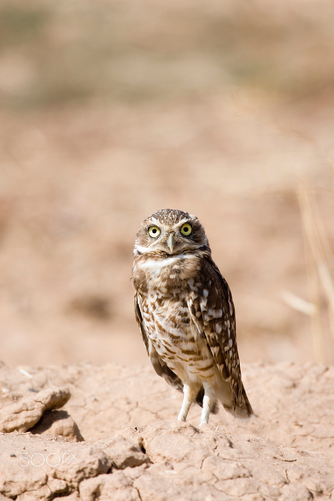 Canon EF 100-400mm F4.5-5.6L IS USM sample photo. Burrowing owl photography