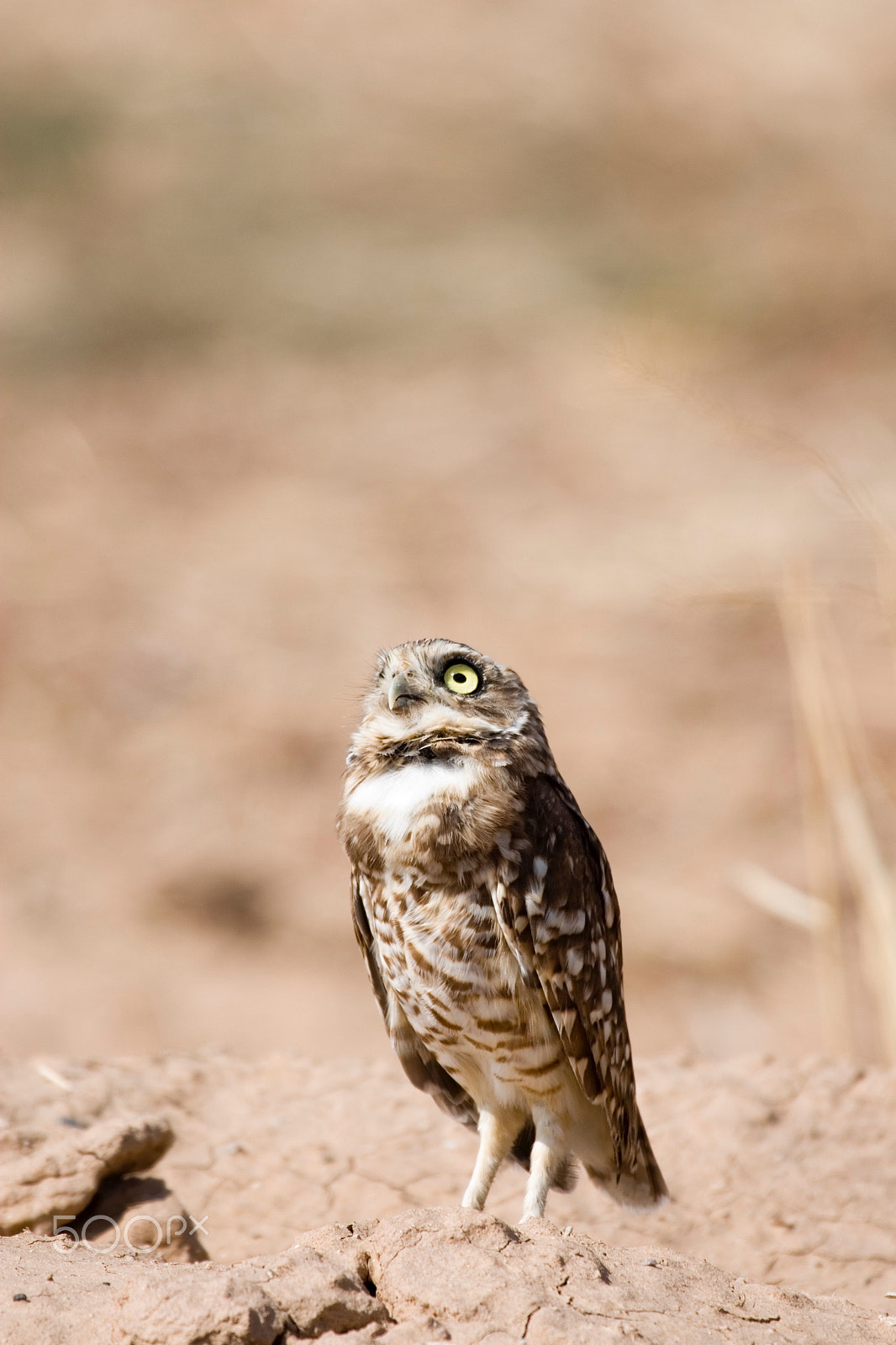 Canon EF 100-400mm F4.5-5.6L IS USM sample photo. Burrowing owl photography