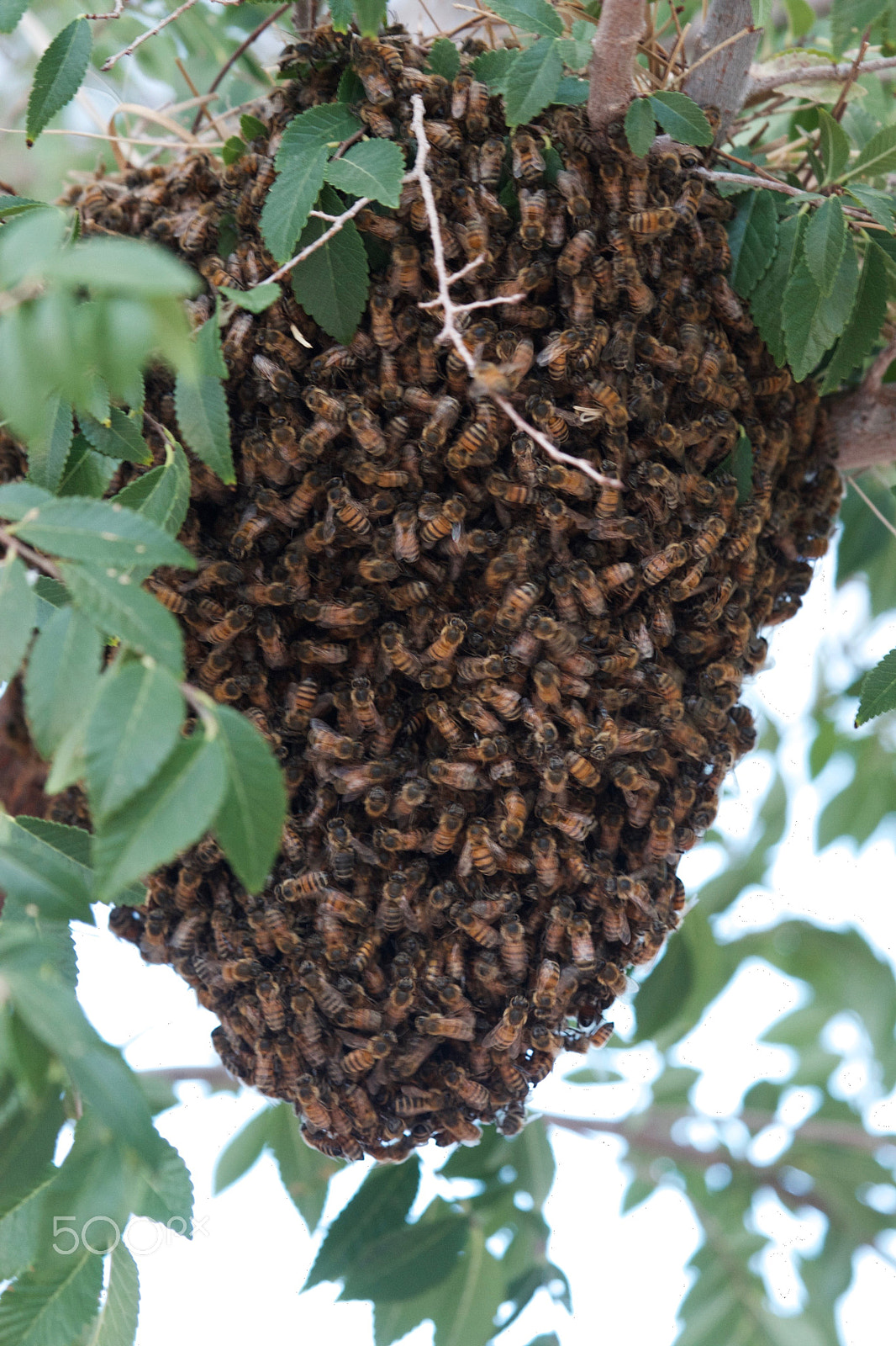 Canon EF 100-400mm F4.5-5.6L IS USM sample photo. Bees photography