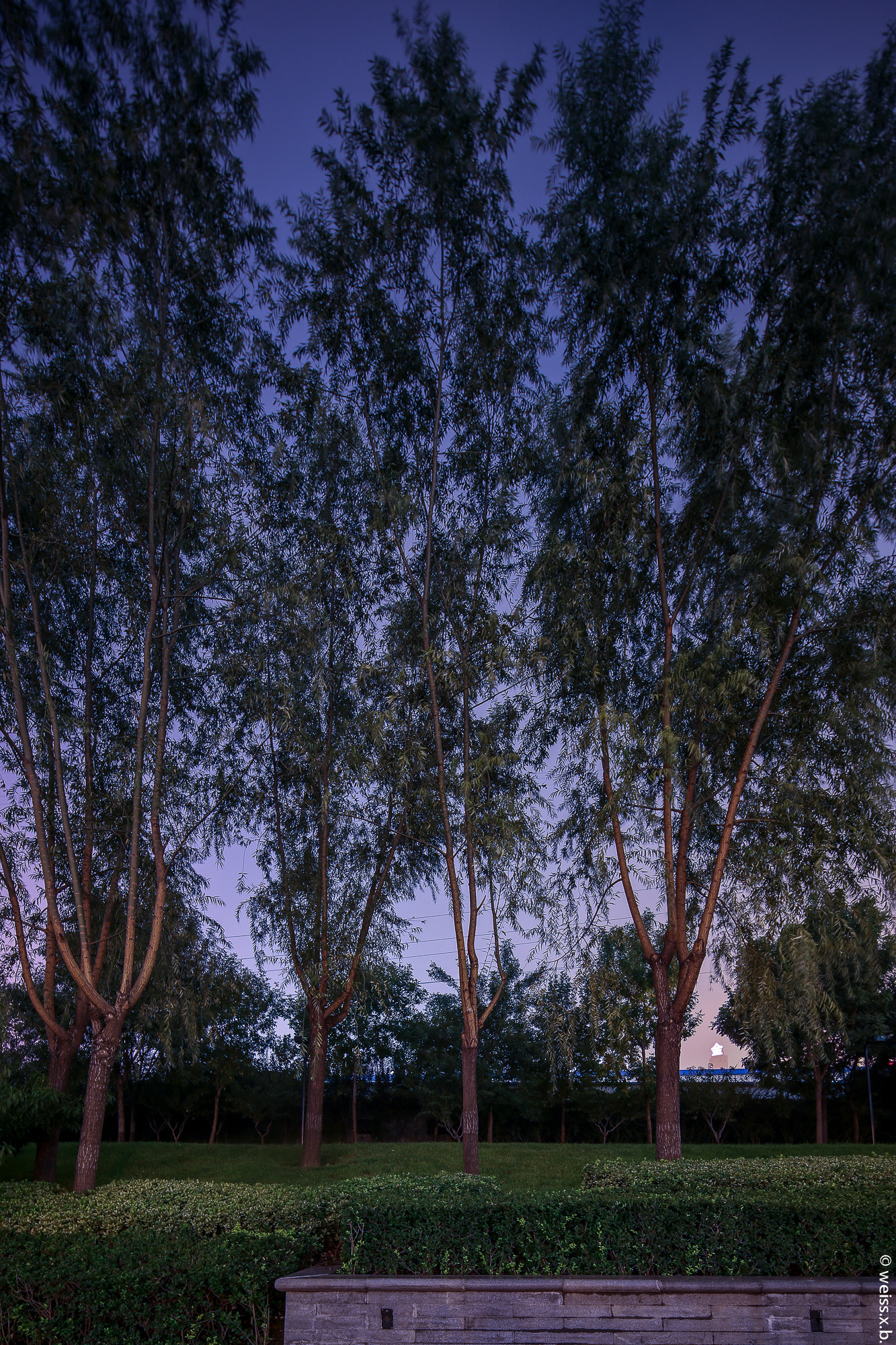 Canon TS-E 17mm F4L Tilt-Shift sample photo. Trees in city of beijing photography