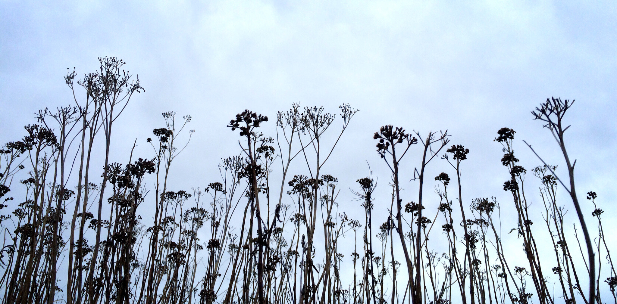 Apple iPhone6,1 sample photo. Weeds silhouetted in a winter sky. photography