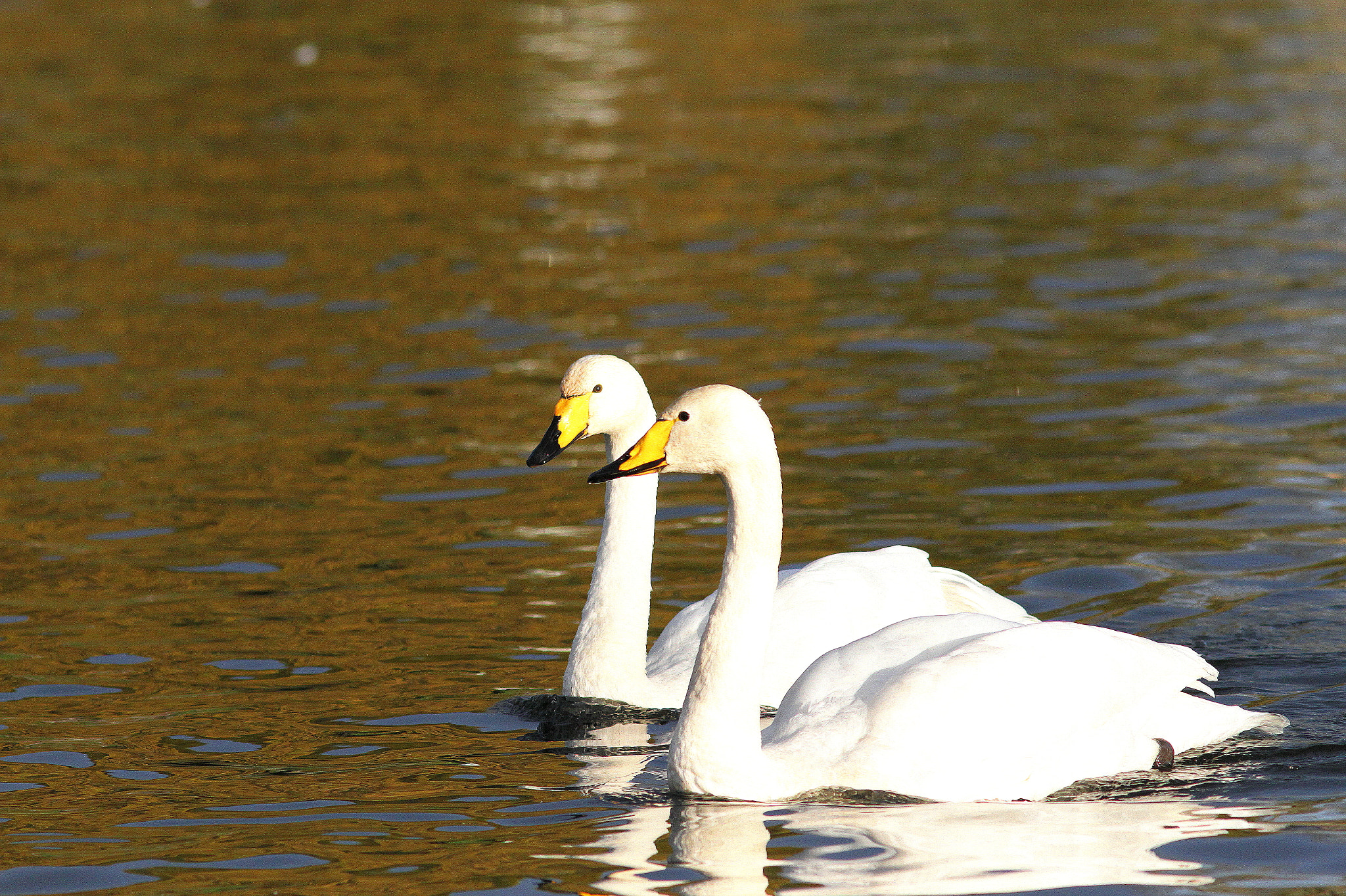 Canon EF 300mm F4L IS USM sample photo. Whooper swans photography