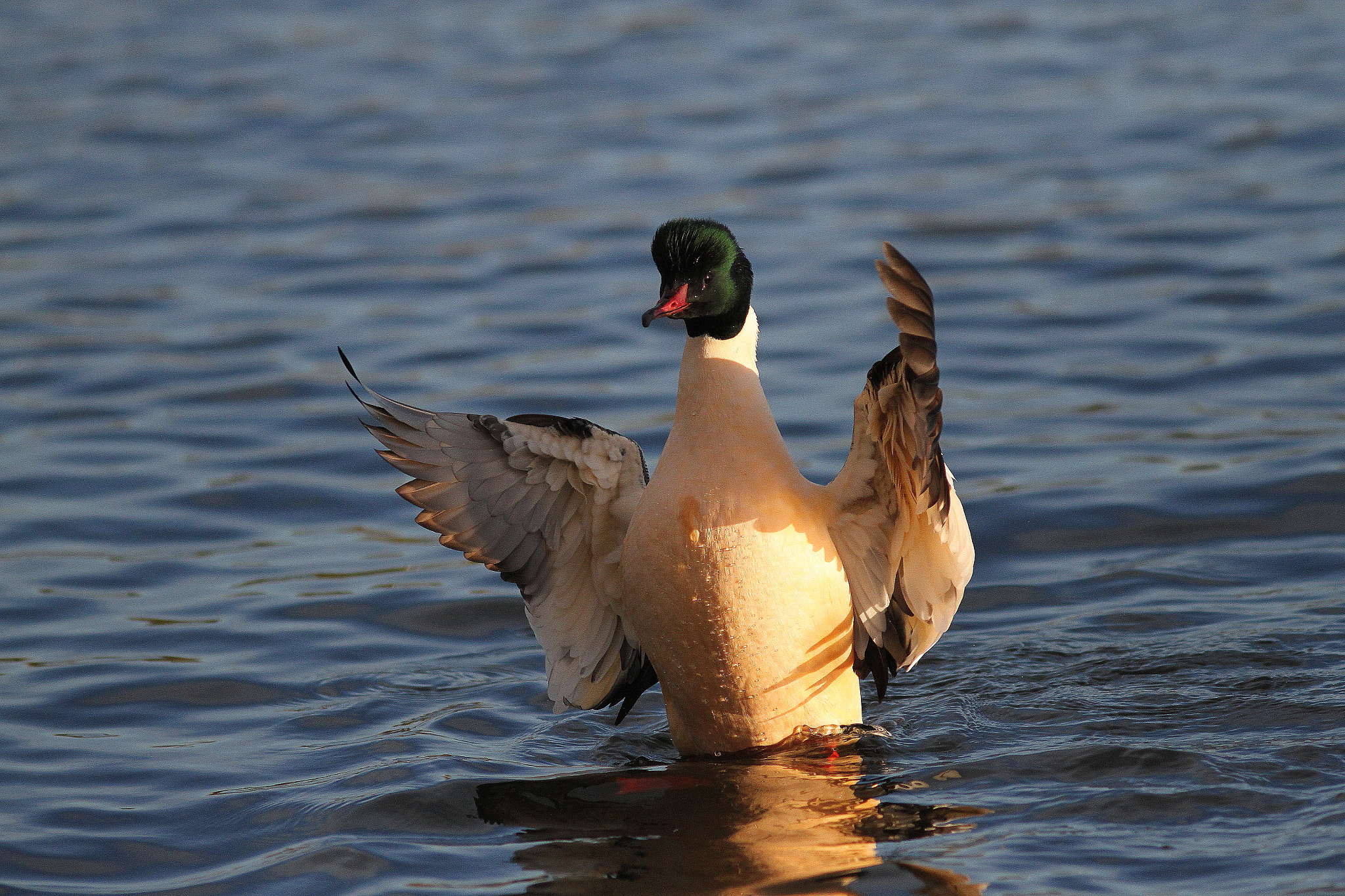 Canon EF 300mm F4L IS USM sample photo. Drake goosander photography