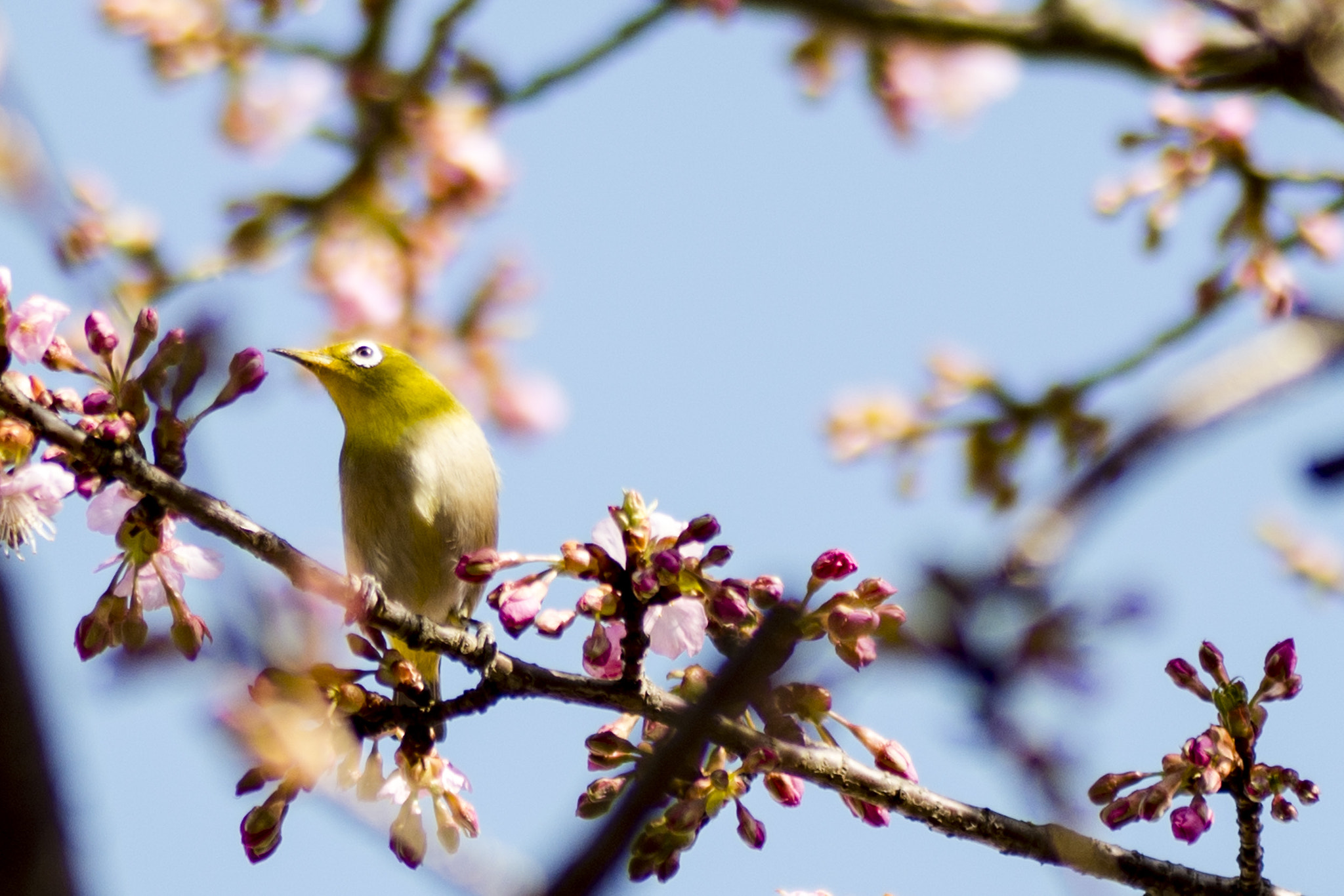 Tamron SP AF 90mm F2.8 Di Macro sample photo. Happy with spring photography