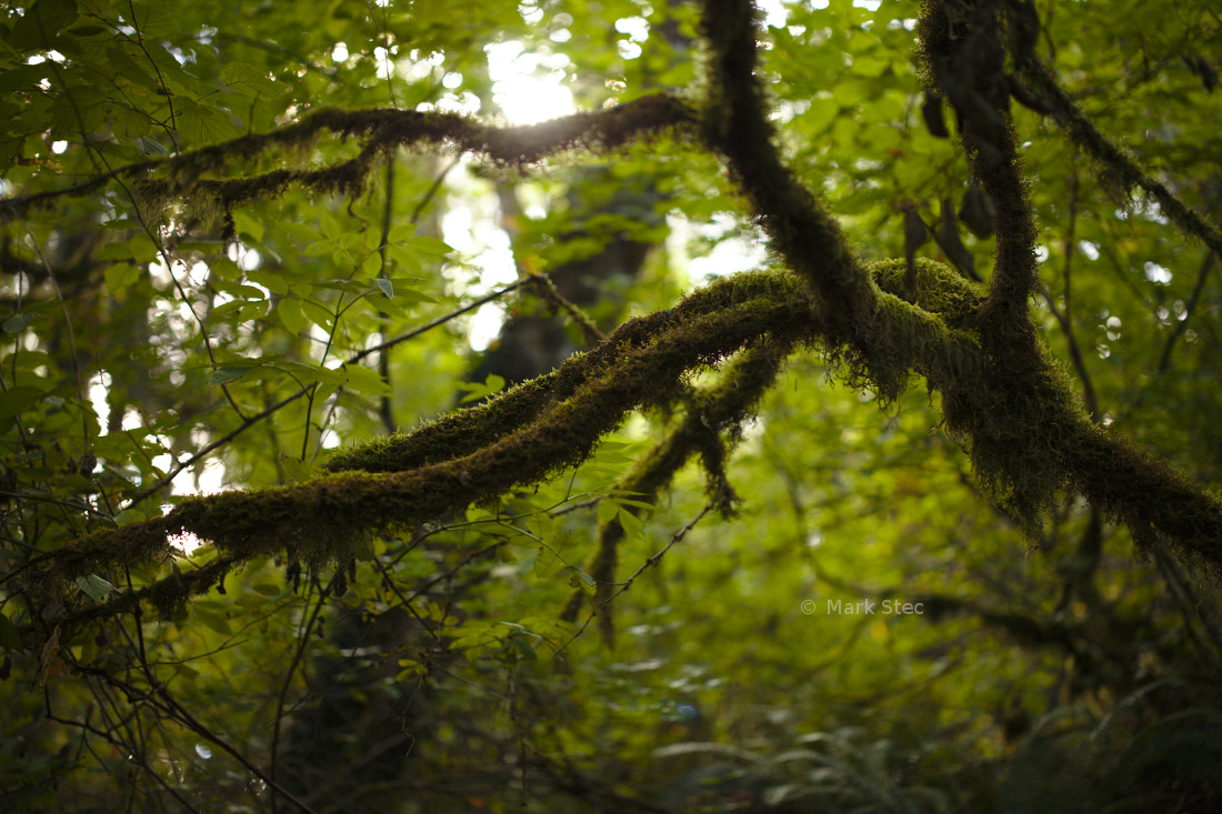 ZEISS Otus 55mm F1.4 sample photo. Green canopy photography