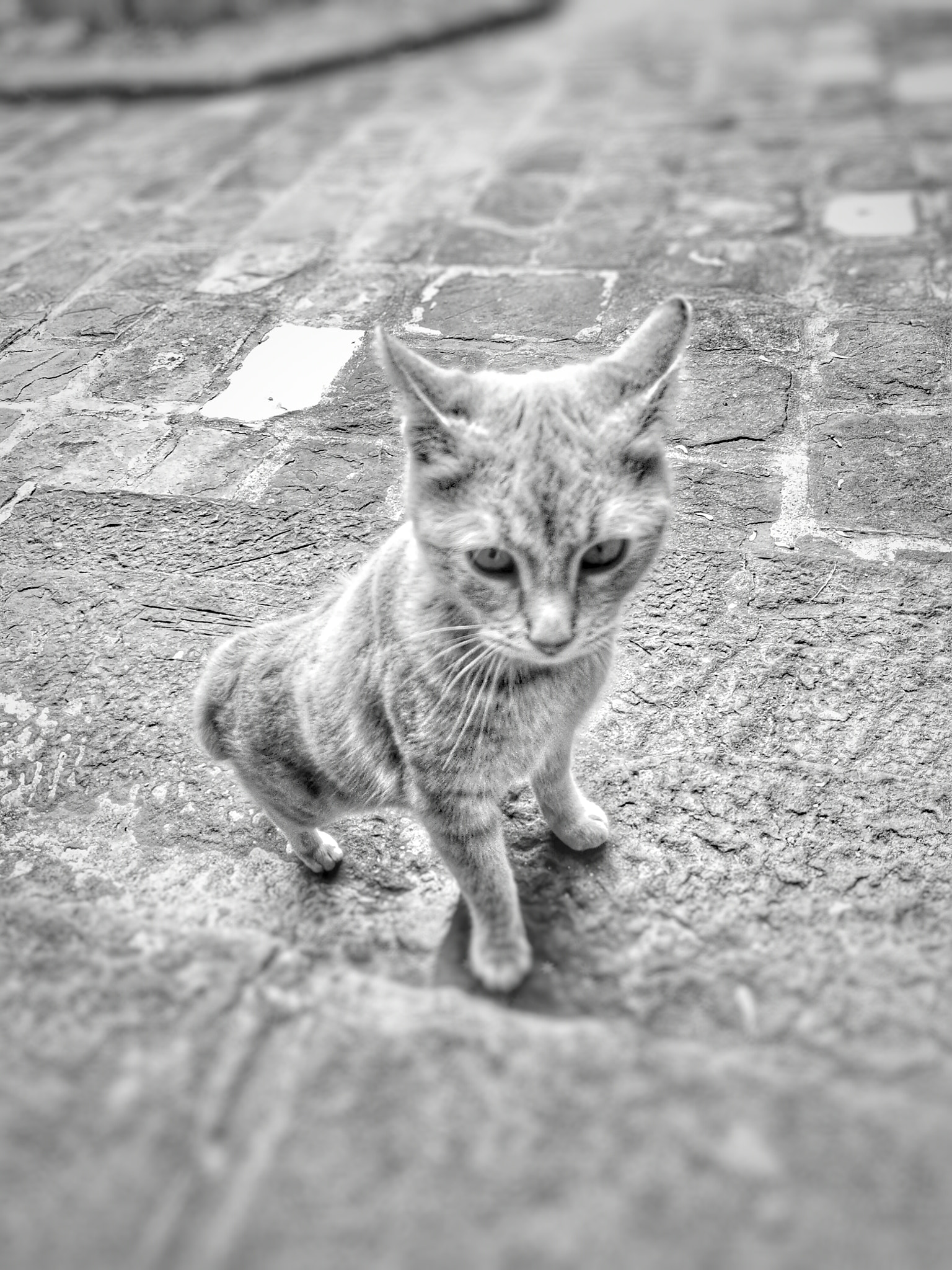 Lenovo S60-A sample photo. Kitty photography
