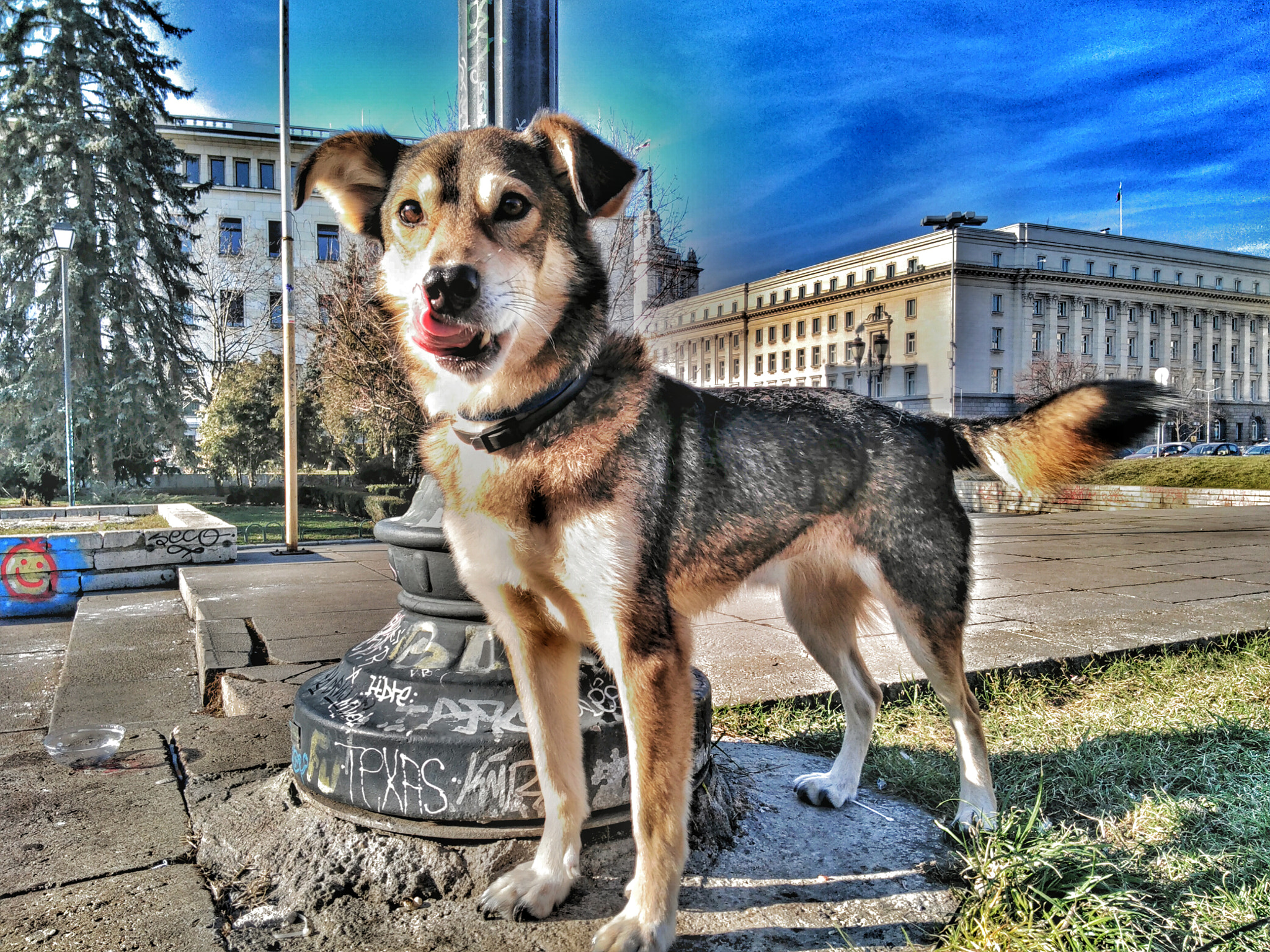 Lenovo S60-A sample photo. Good dog photography