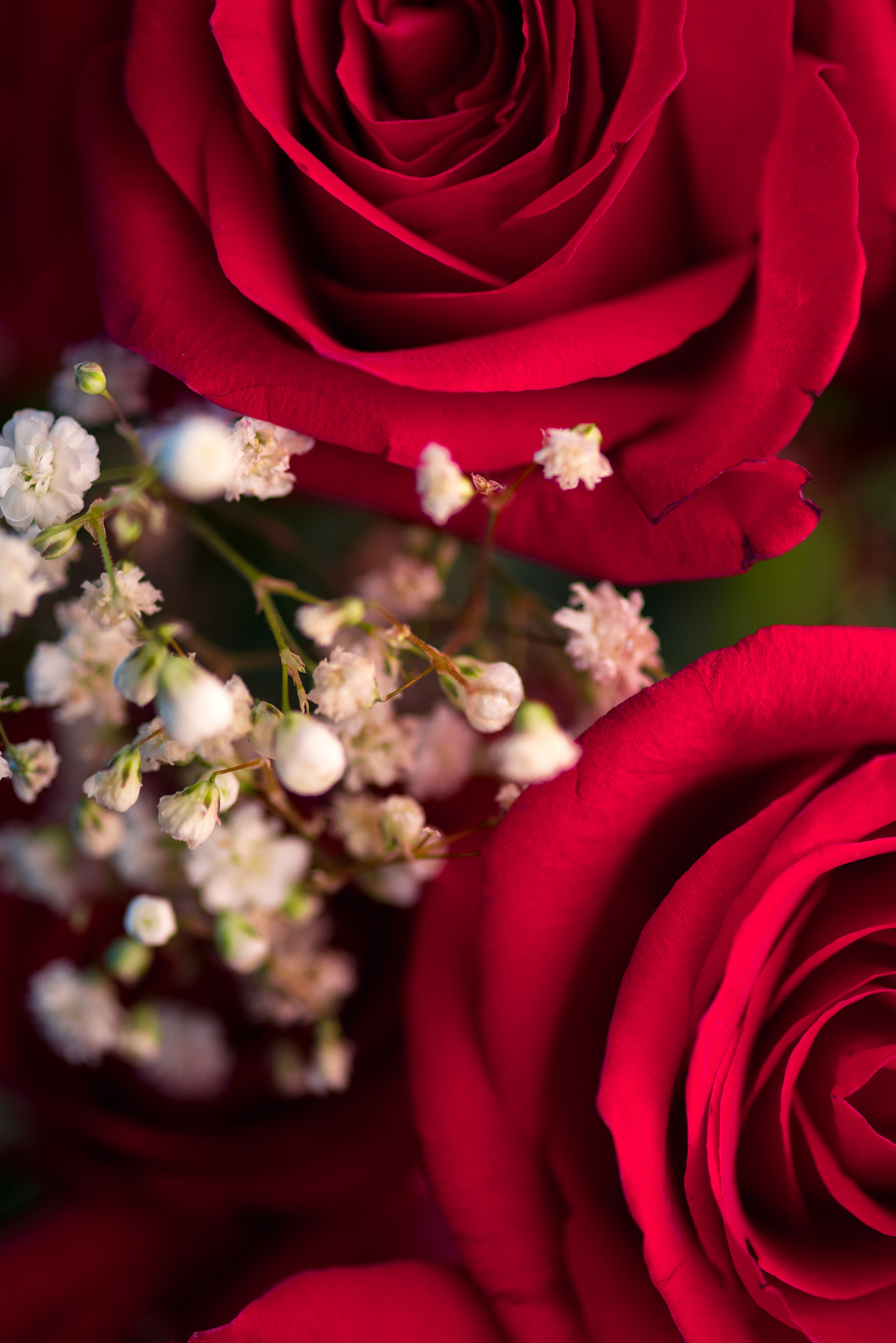 Sigma 105mm F2.8 EX DG Macro sample photo. Majestueuses roses photography