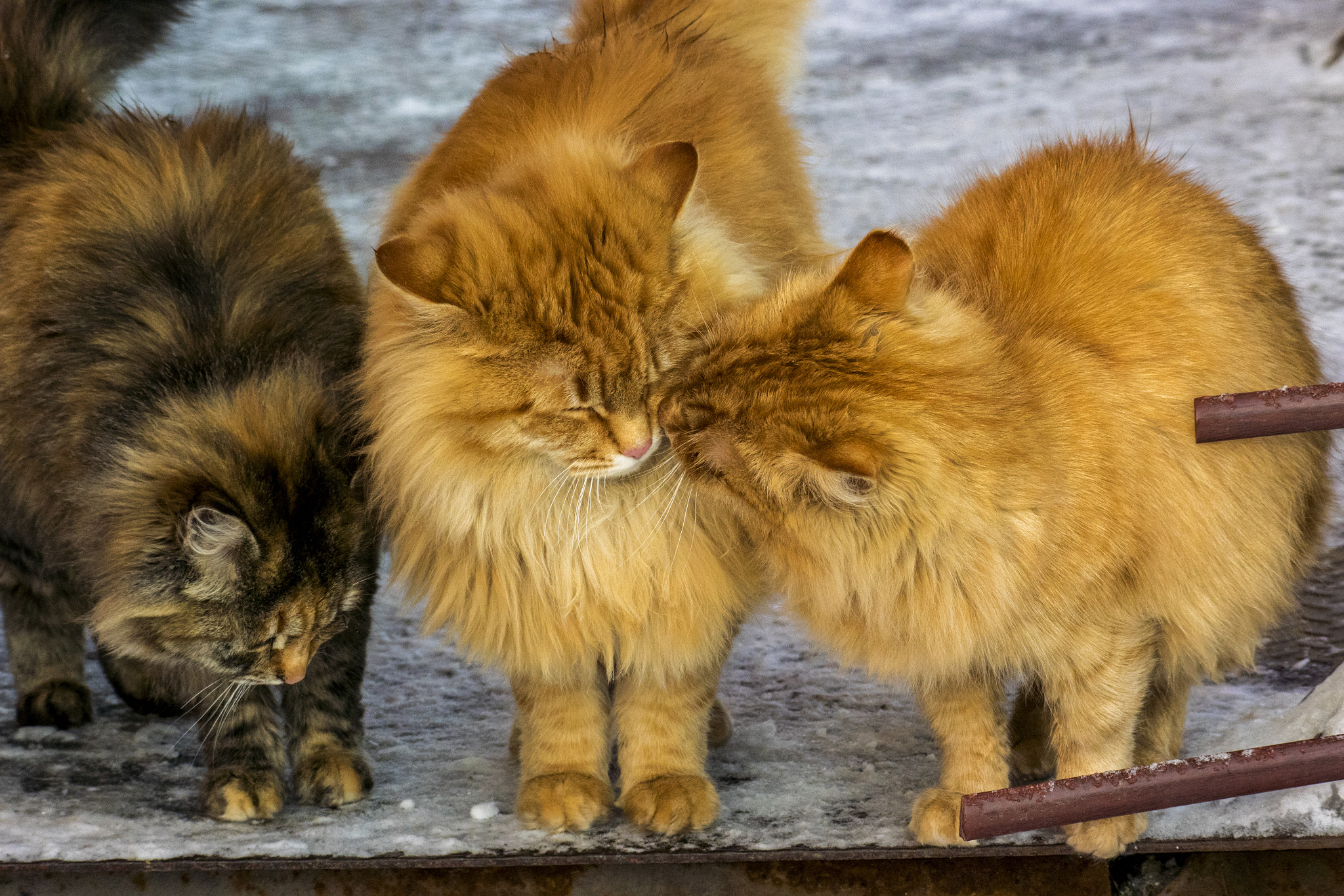 Nikon 1 Nikkor VR 70-300mm F4.5-5.6 sample photo. Третий лишний... photography