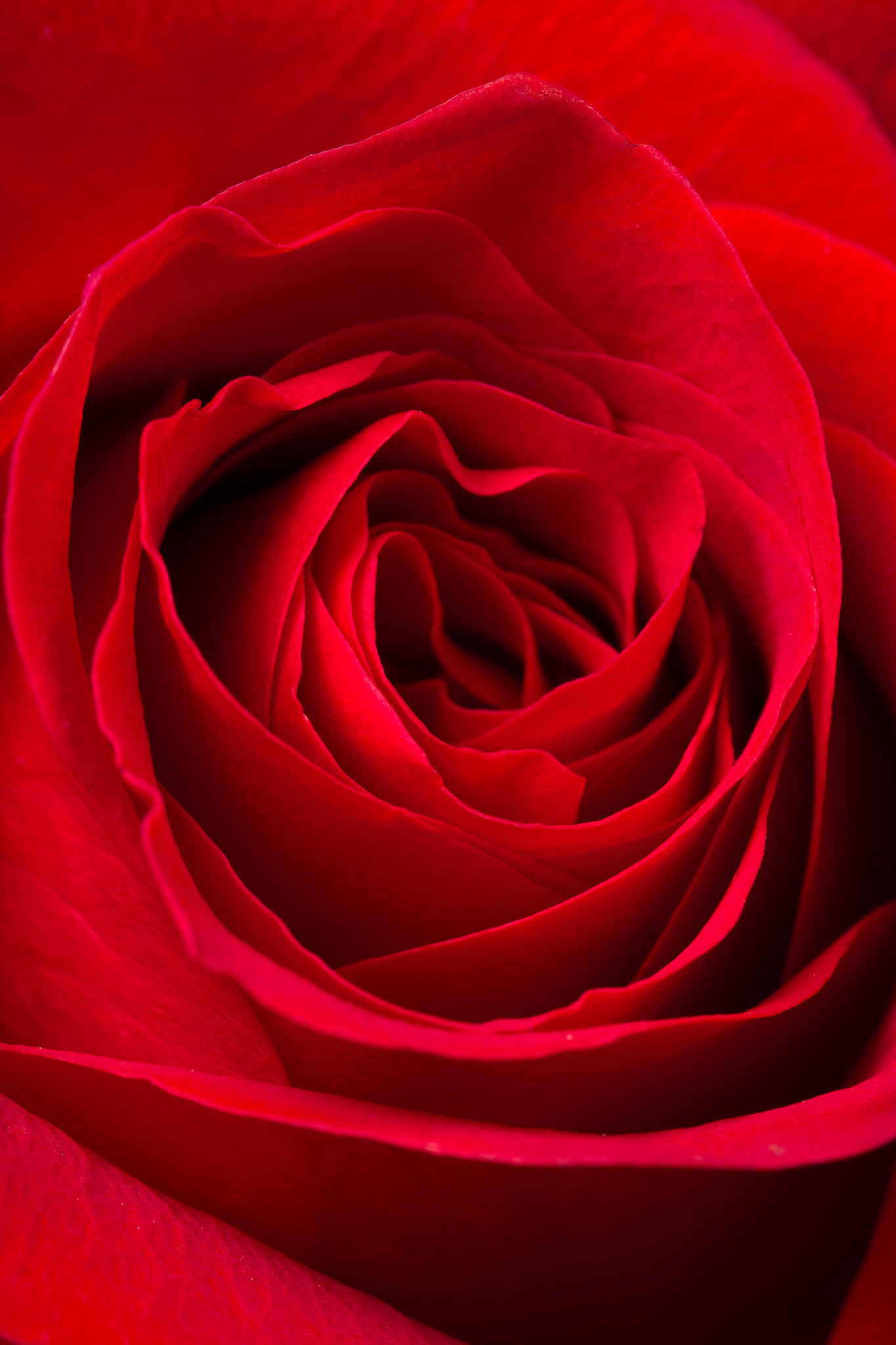 Nikon D800E + Sigma 105mm F2.8 EX DG Macro sample photo. Red layers photography