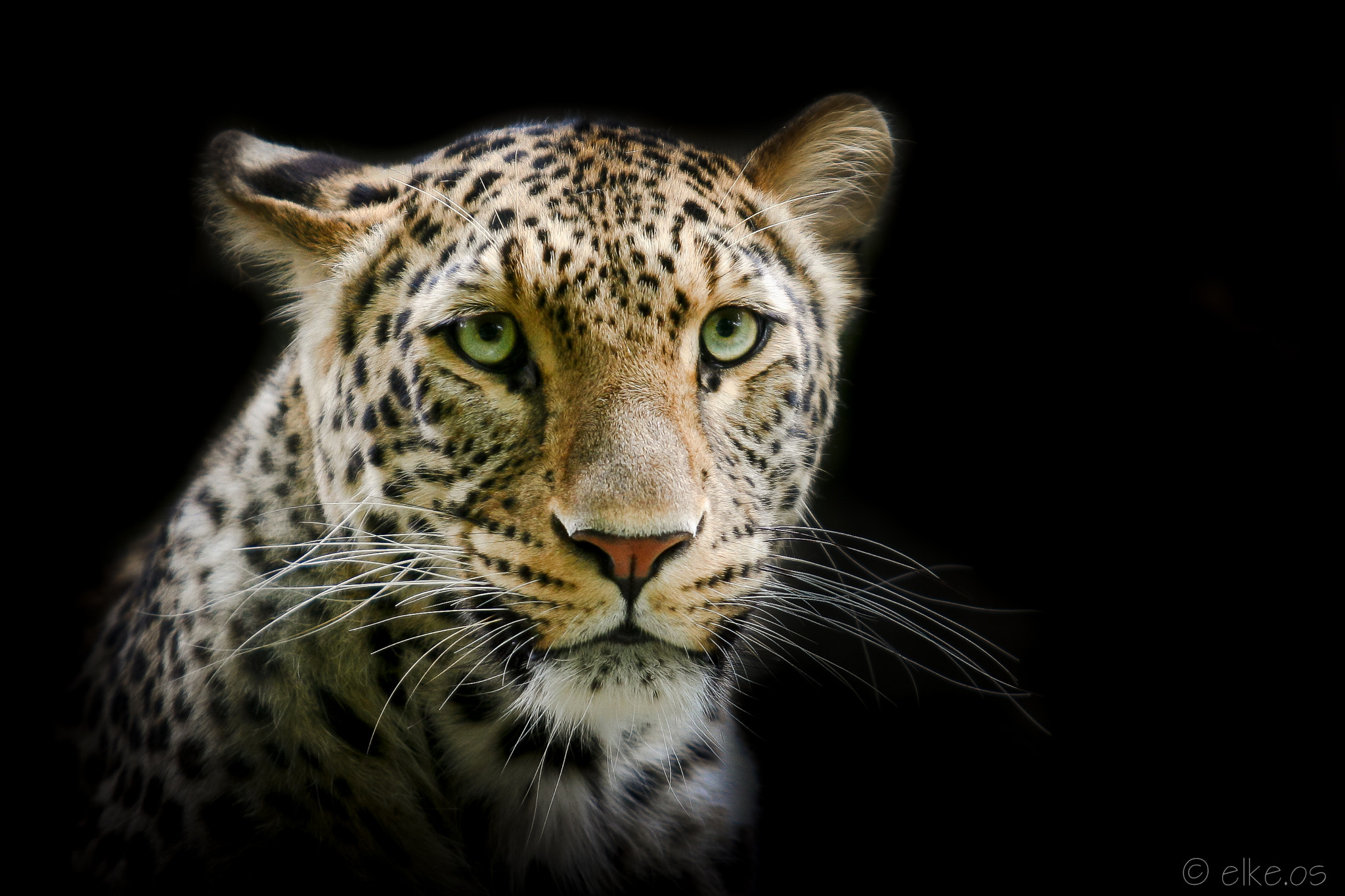 Canon EOS 400D (EOS Digital Rebel XTi / EOS Kiss Digital X) + Canon EF 70-200mm F2.8L USM sample photo. Portrait of a leopard photography