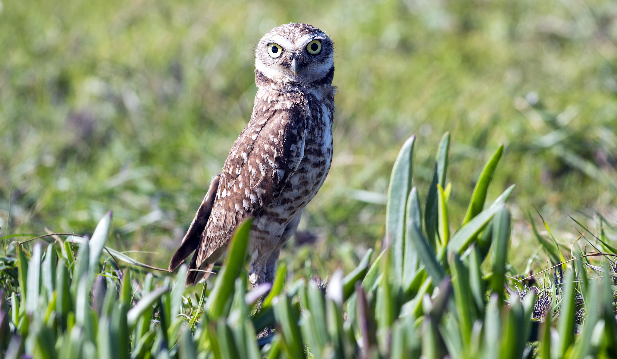 Nikon AF-S Nikkor 70-200mm F4G ED VR sample photo. Owl i photography