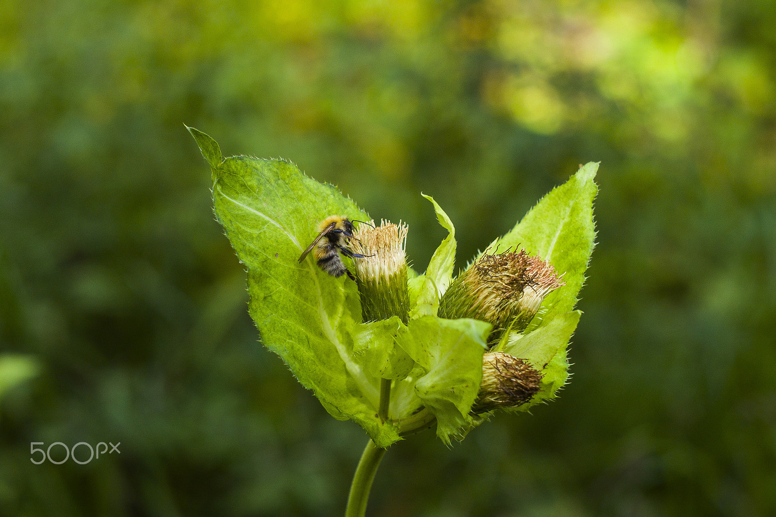 Canon EF 28-80mm f/3.5-5.6 sample photo. A bee on a flower photography