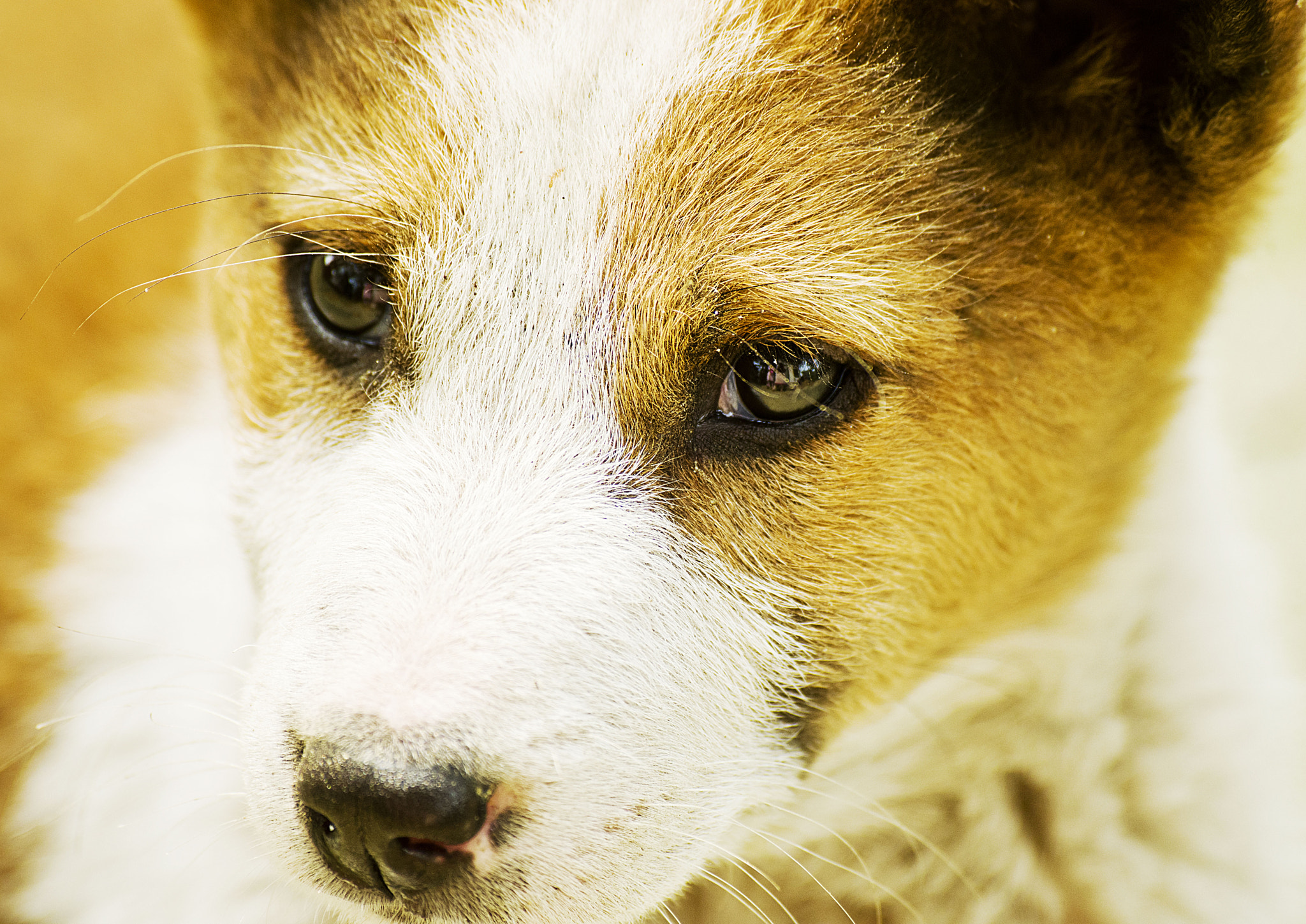 Pentax K-50 + Sigma sample photo. Love me photography