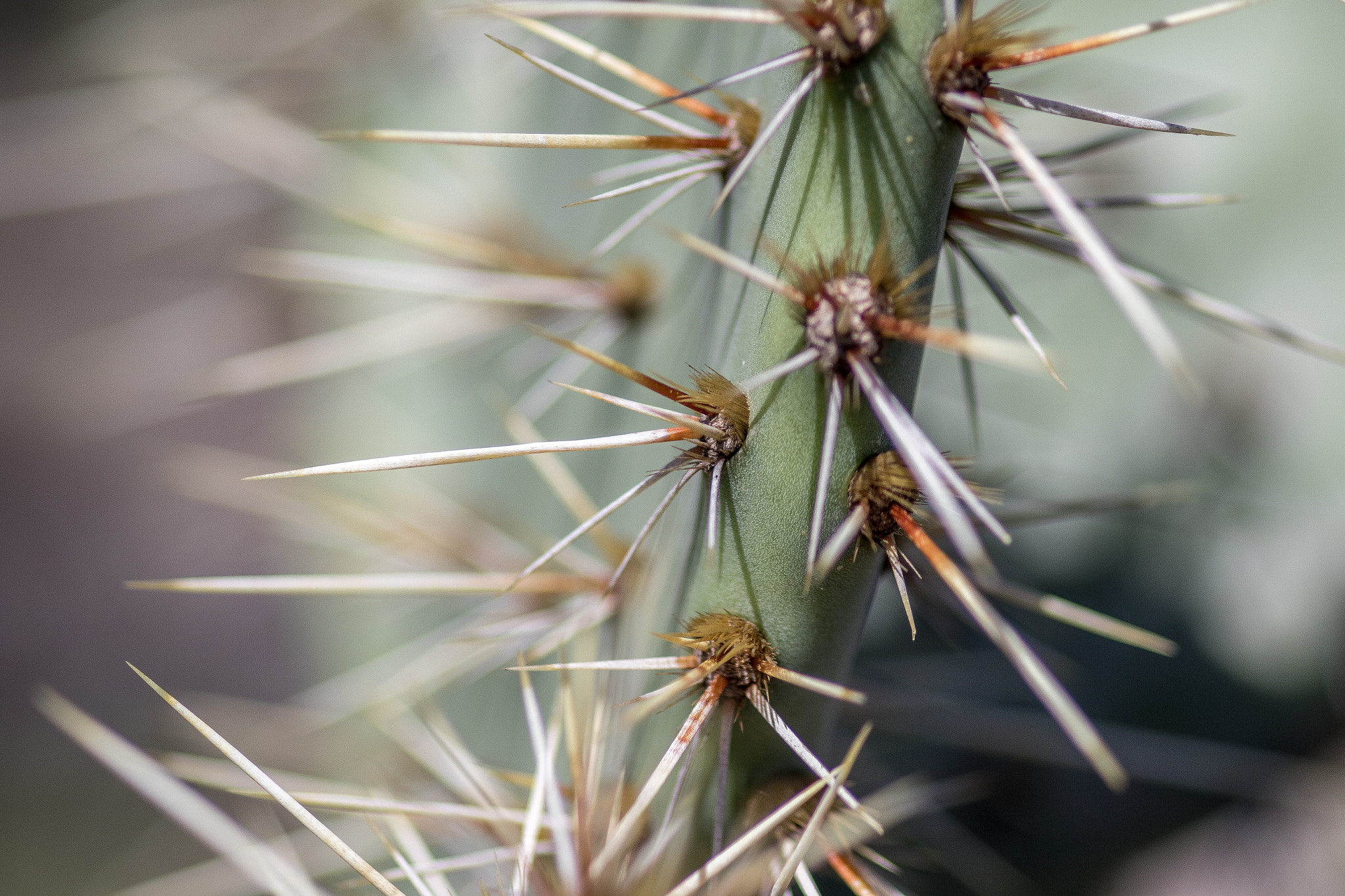 Sigma 105mm F2.8 EX DG Macro sample photo. La trip feb 2016 - day 2 photography