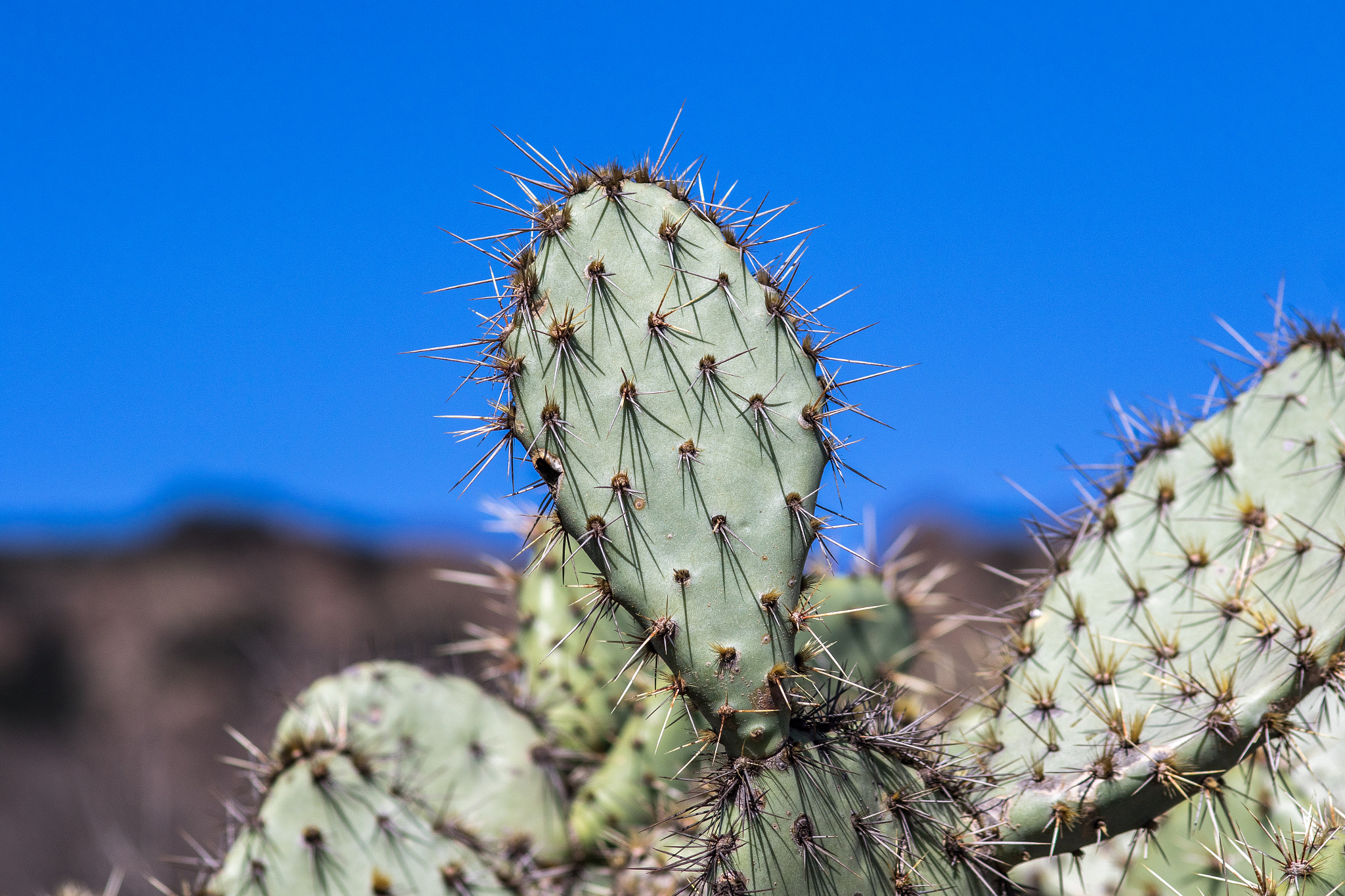 Sigma 105mm F2.8 EX DG Macro sample photo. La trip feb 2016 - day 2 photography