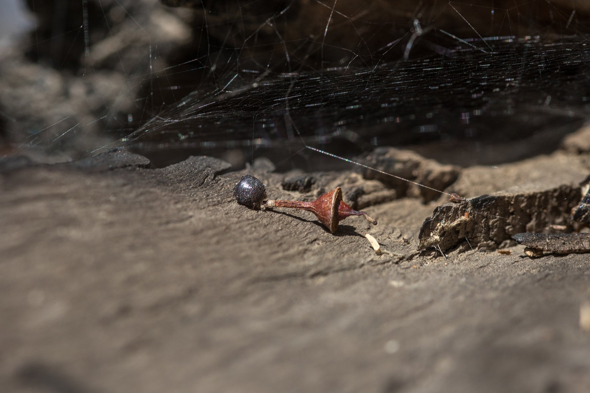 Sigma 105mm F2.8 EX DG Macro sample photo. La trip feb 2016 - day 2 photography