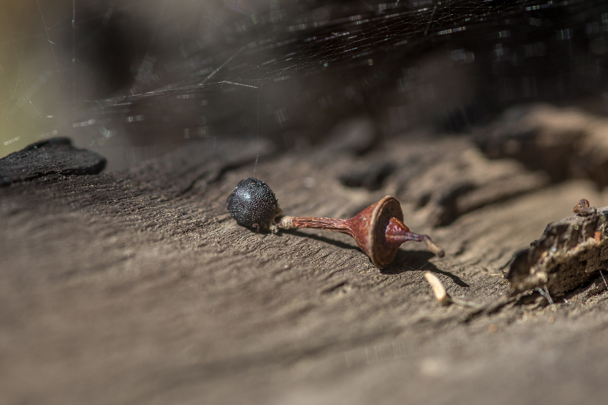Sigma 105mm F2.8 EX DG Macro sample photo. La trip feb 2016 - day 2 photography