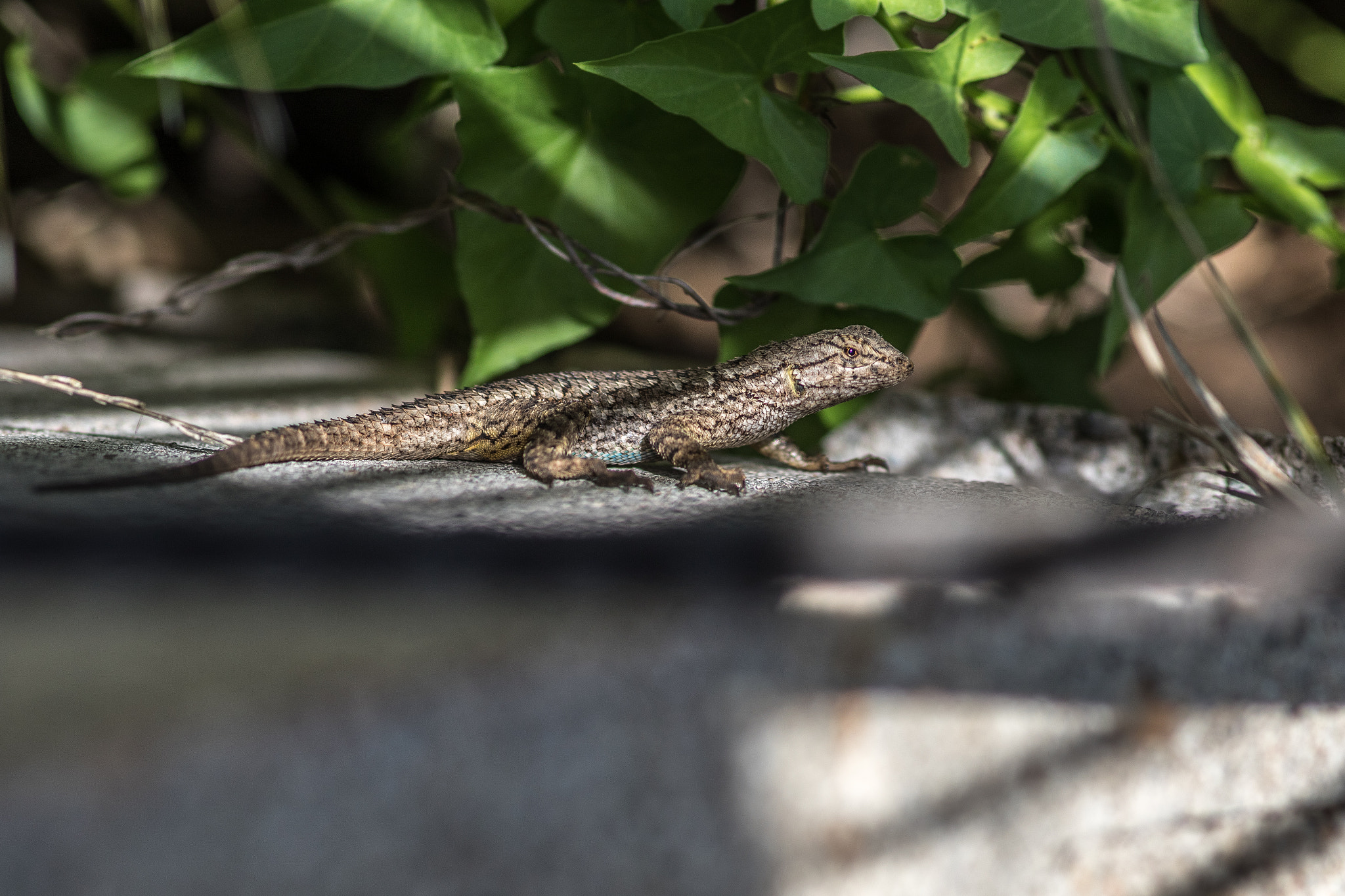 Sigma 105mm F2.8 EX DG Macro sample photo. La trip feb 2016 - day 2 photography