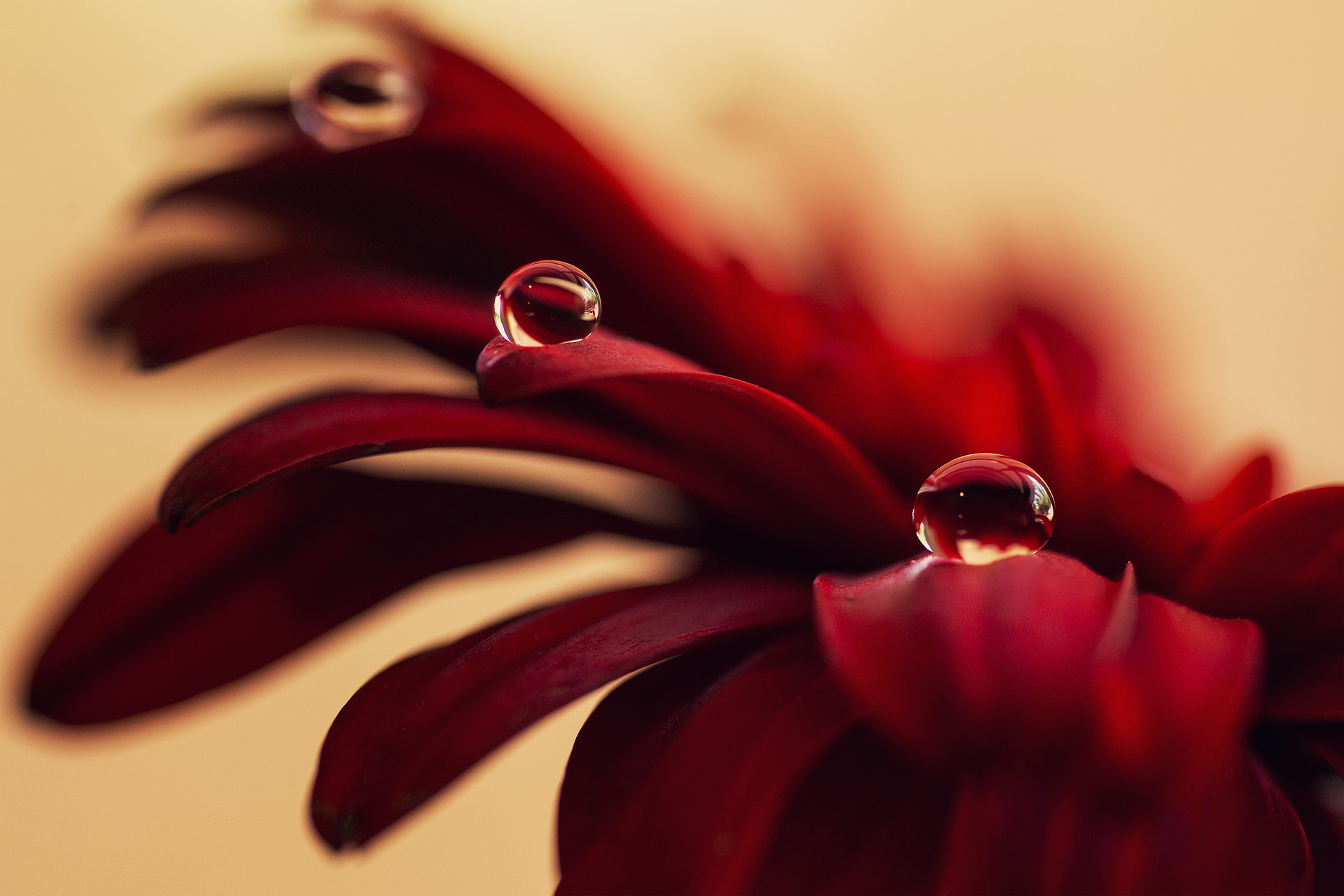 Sony a99 II + Sigma 70mm F2.8 EX DG Macro sample photo. Red gerbera photography