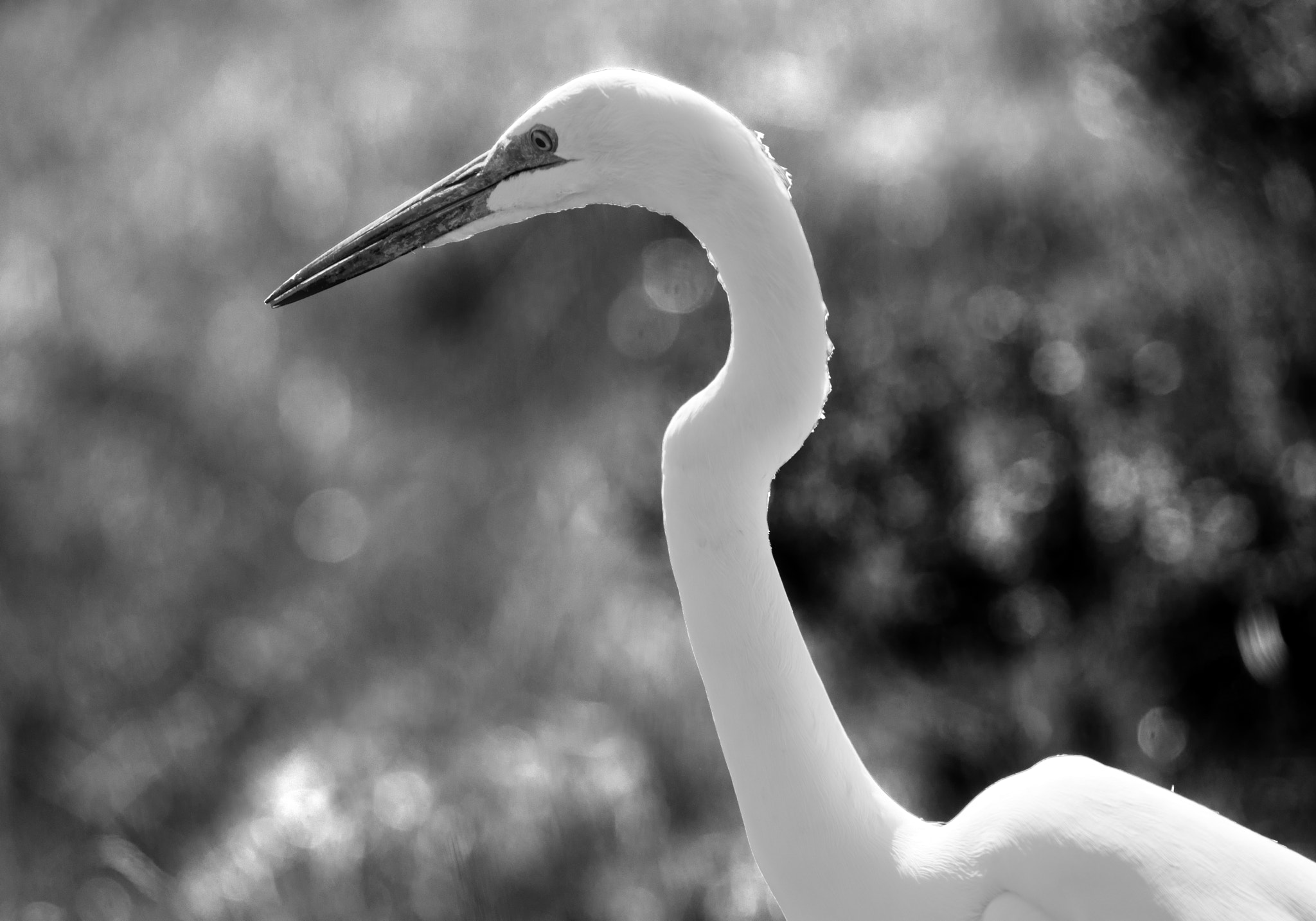 Nikon AF-S Nikkor 70-200mm F4G ED VR sample photo. Neck bend photography