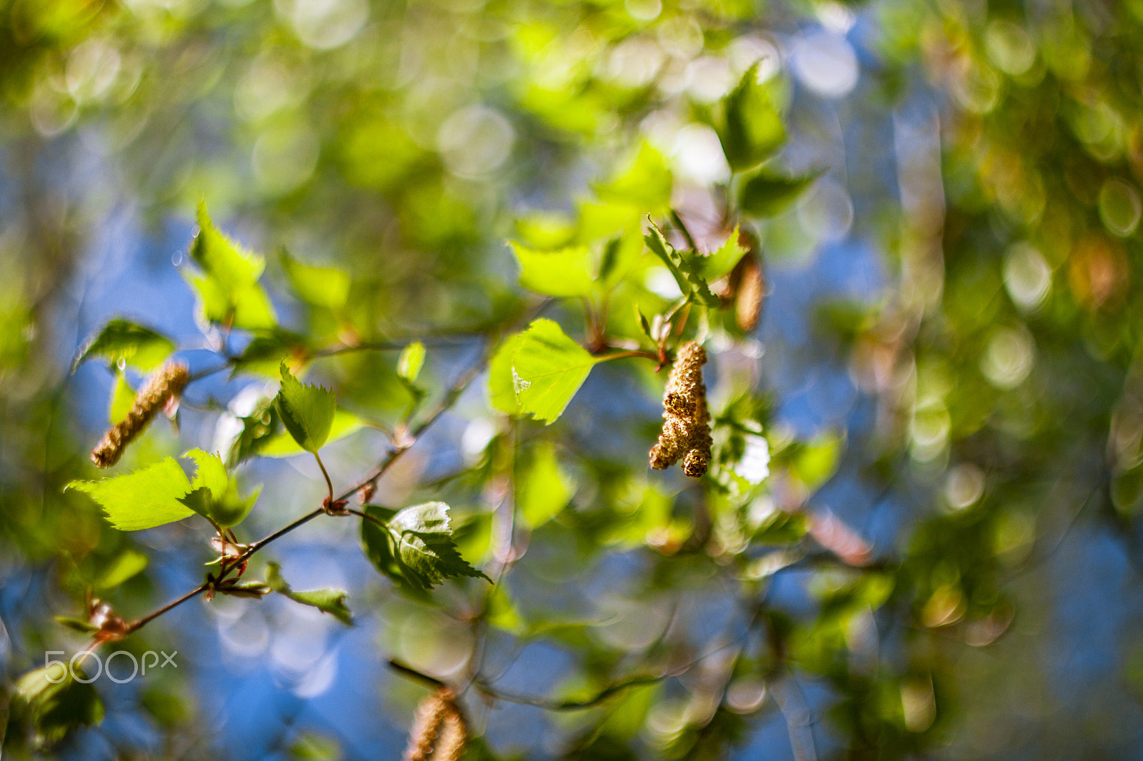 Canon EF 28-80mm f/3.5-5.6 sample photo. Birchtree photography