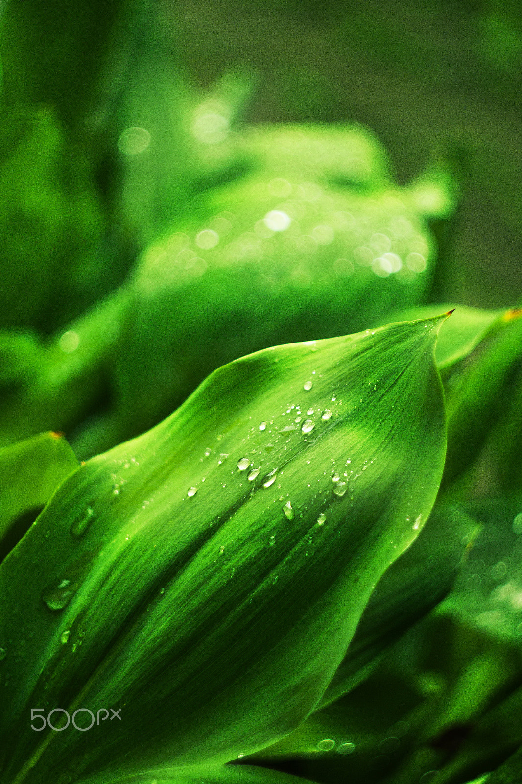 Canon EF 28-80mm f/3.5-5.6 sample photo. Dew on a flower leaf photography