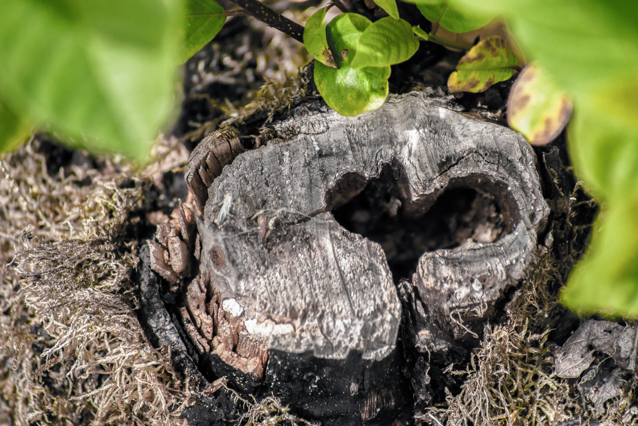 Sony 75-300mm F4.5-5.6 sample photo. Heart in wood photography