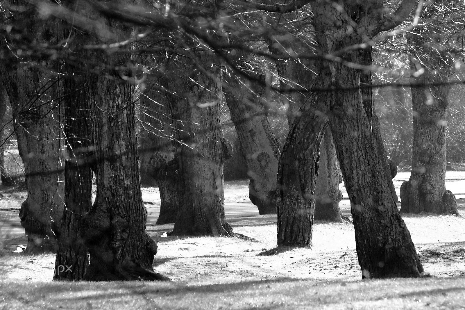 Canon EF-S 55-250mm F4-5.6 IS STM sample photo. Trees (let's dance! ) photography