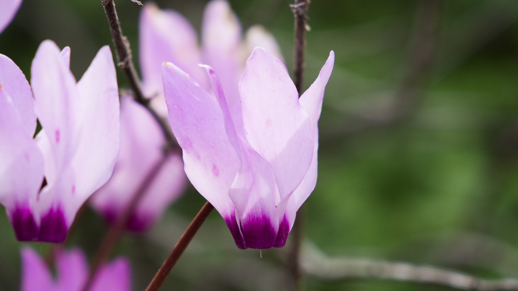 Olympus PEN E-PM2 + Tamron 14-150mm F3.5-5.8 Di III sample photo. Cyclamen photography