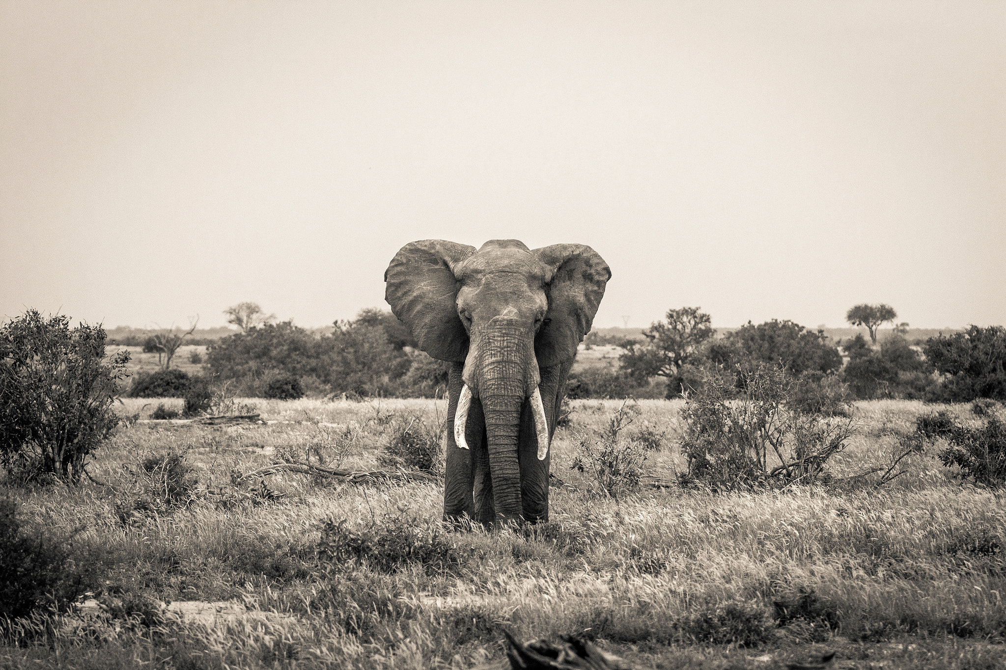 Canon EOS 60D + Canon EF 70-200mm F2.8L USM sample photo. Huge elephant in the tsavo east national park photography