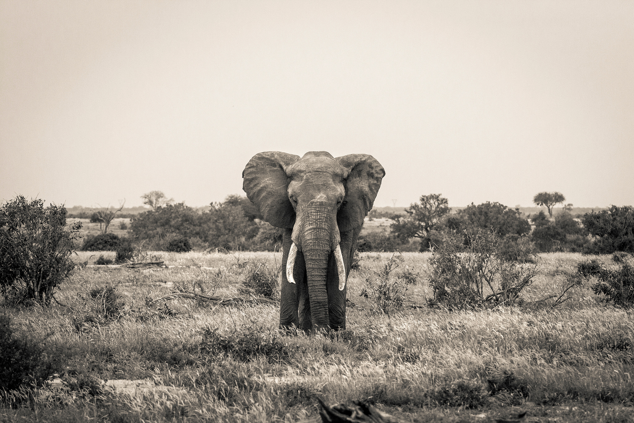 Canon EF 70-200mm F2.8L USM sample photo. Huge elephant in the tsavo east national park photography
