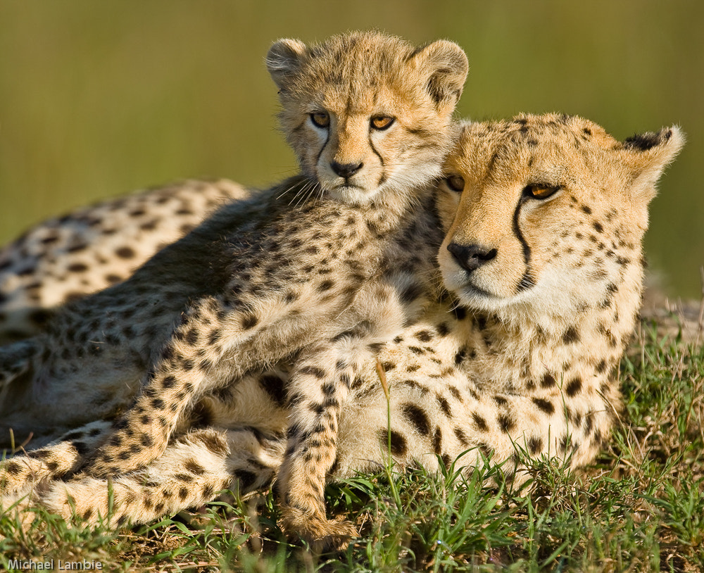 Canon EF 400mm F2.8L IS USM sample photo. Mother and son photography