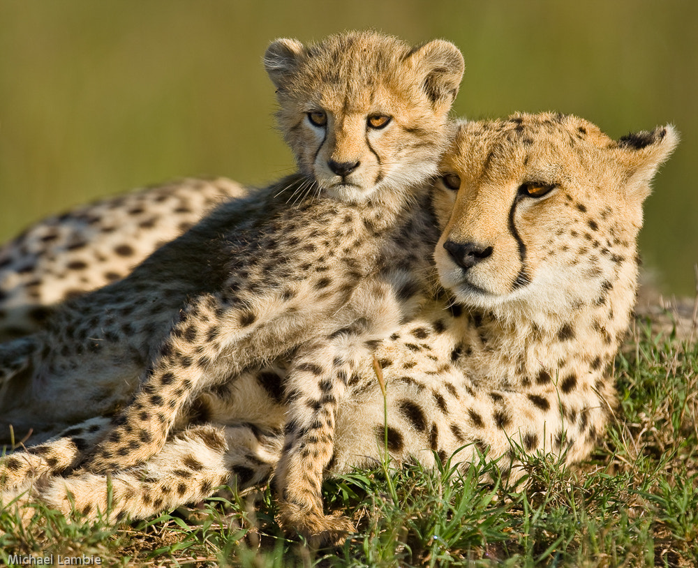 Canon EOS-1D Mark III + Canon EF 400mm F2.8L IS USM sample photo. Mother and son photography