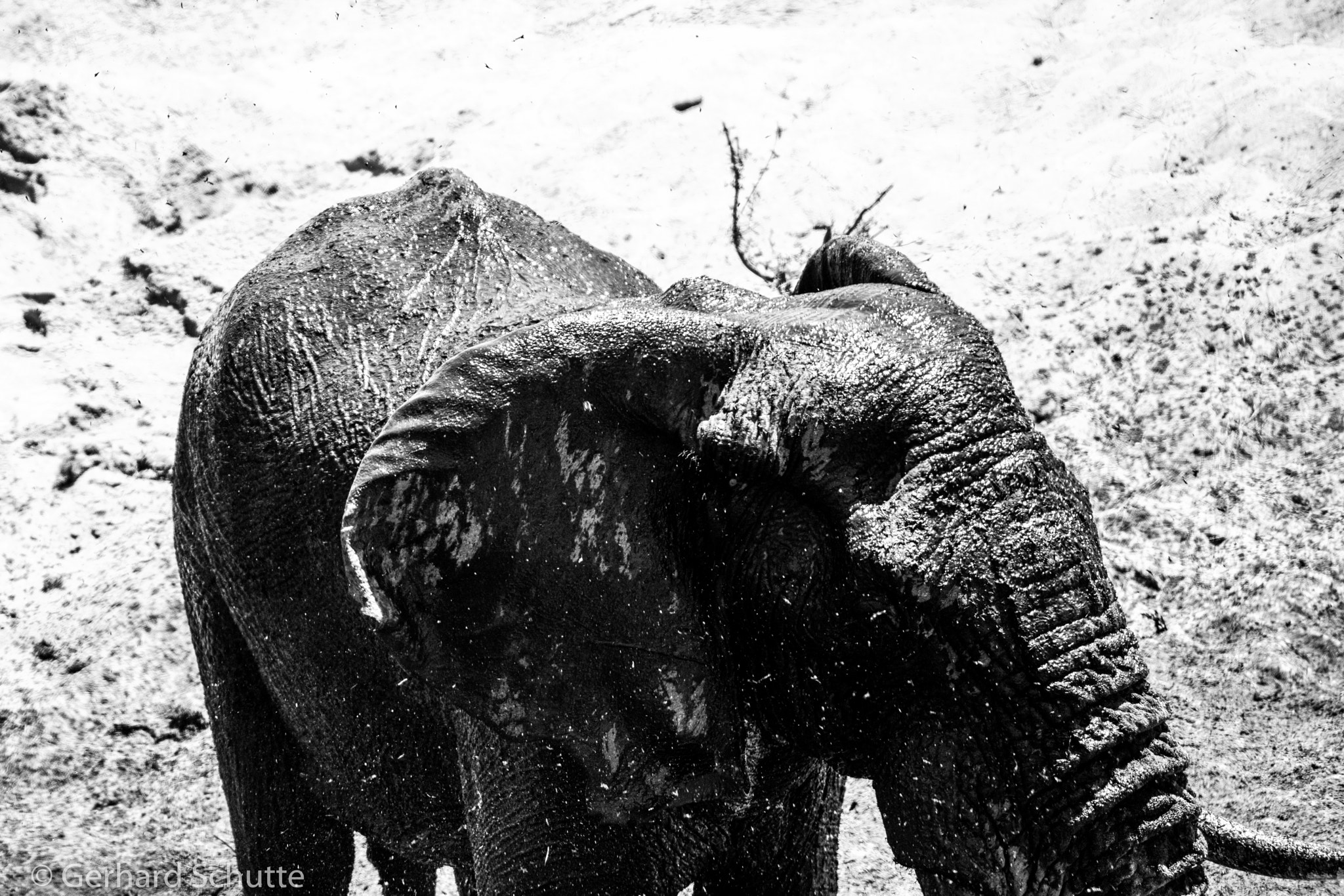 Tamron SP 150-600mm F5-6.3 Di VC USD sample photo. Elephant cool down photography