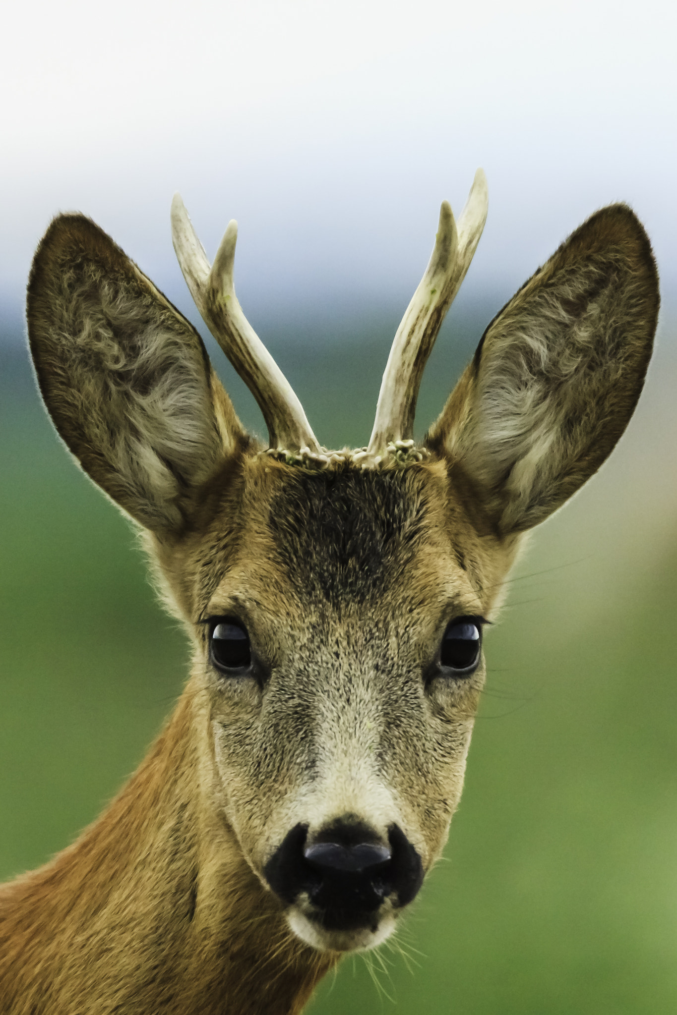 Tamron SP 150-600mm F5-6.3 Di VC USD sample photo. Deer photography