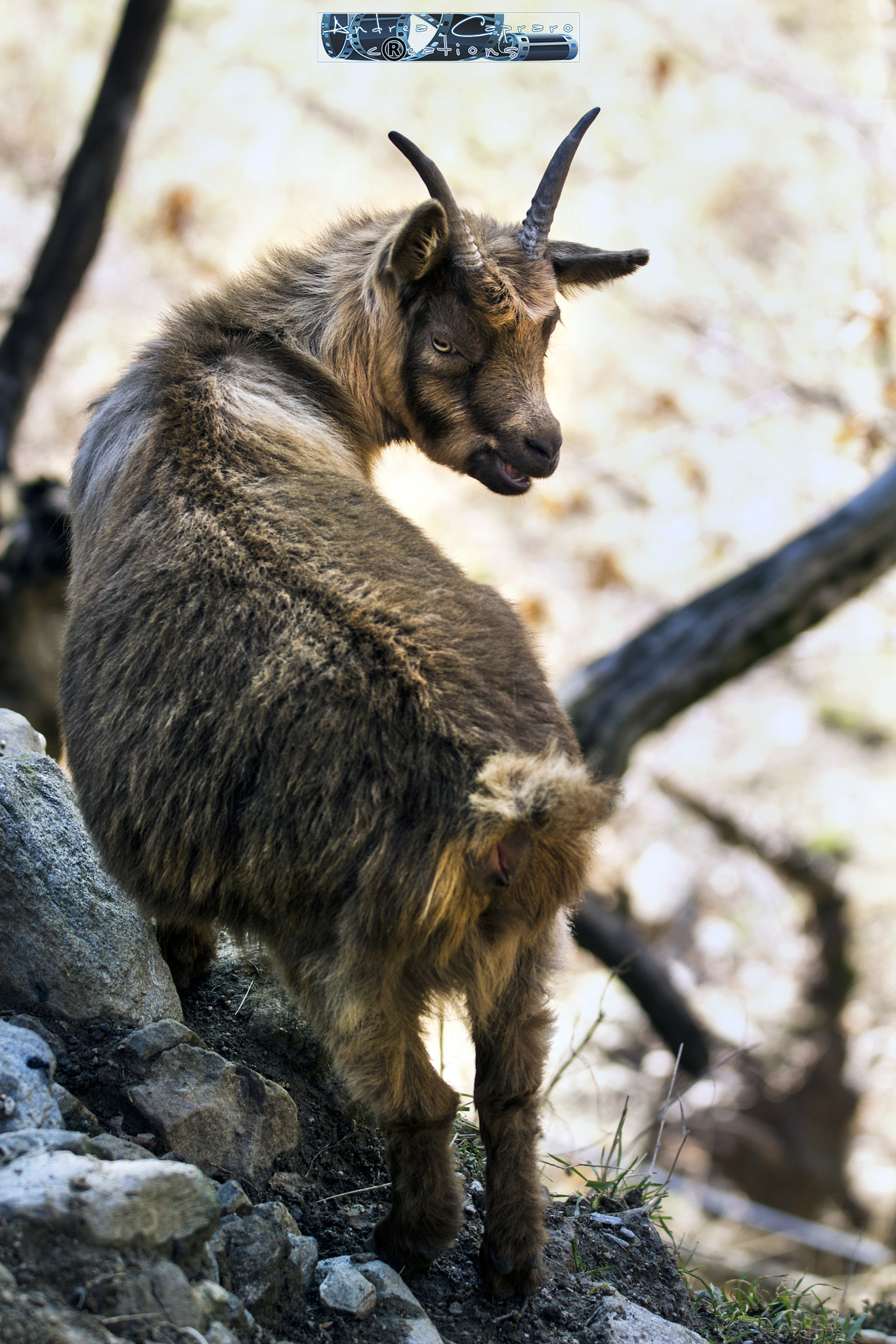 Sigma 150-600mm F5-6.3 DG OS HSM | C sample photo. Kiddy. photography