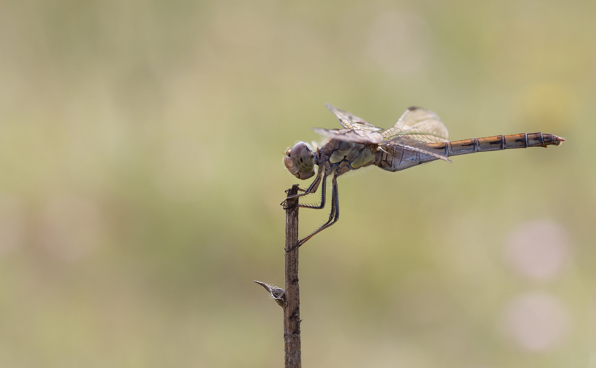 Canon EOS 650D (EOS Rebel T4i / EOS Kiss X6i) + Tamron SP AF 90mm F2.8 Di Macro sample photo. Dragonfly photography