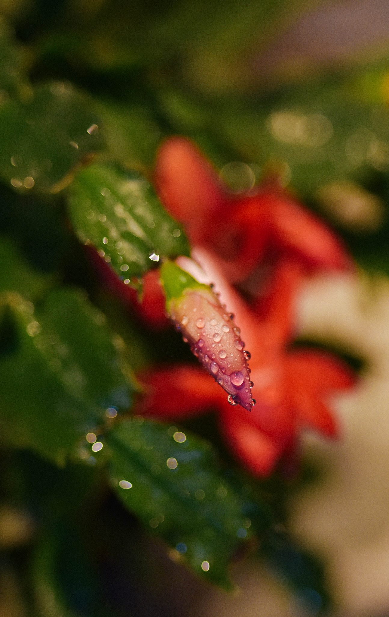 Nikon D810 + ZEISS Distagon T* 35mm F2 sample photo. The shimmering dew photography