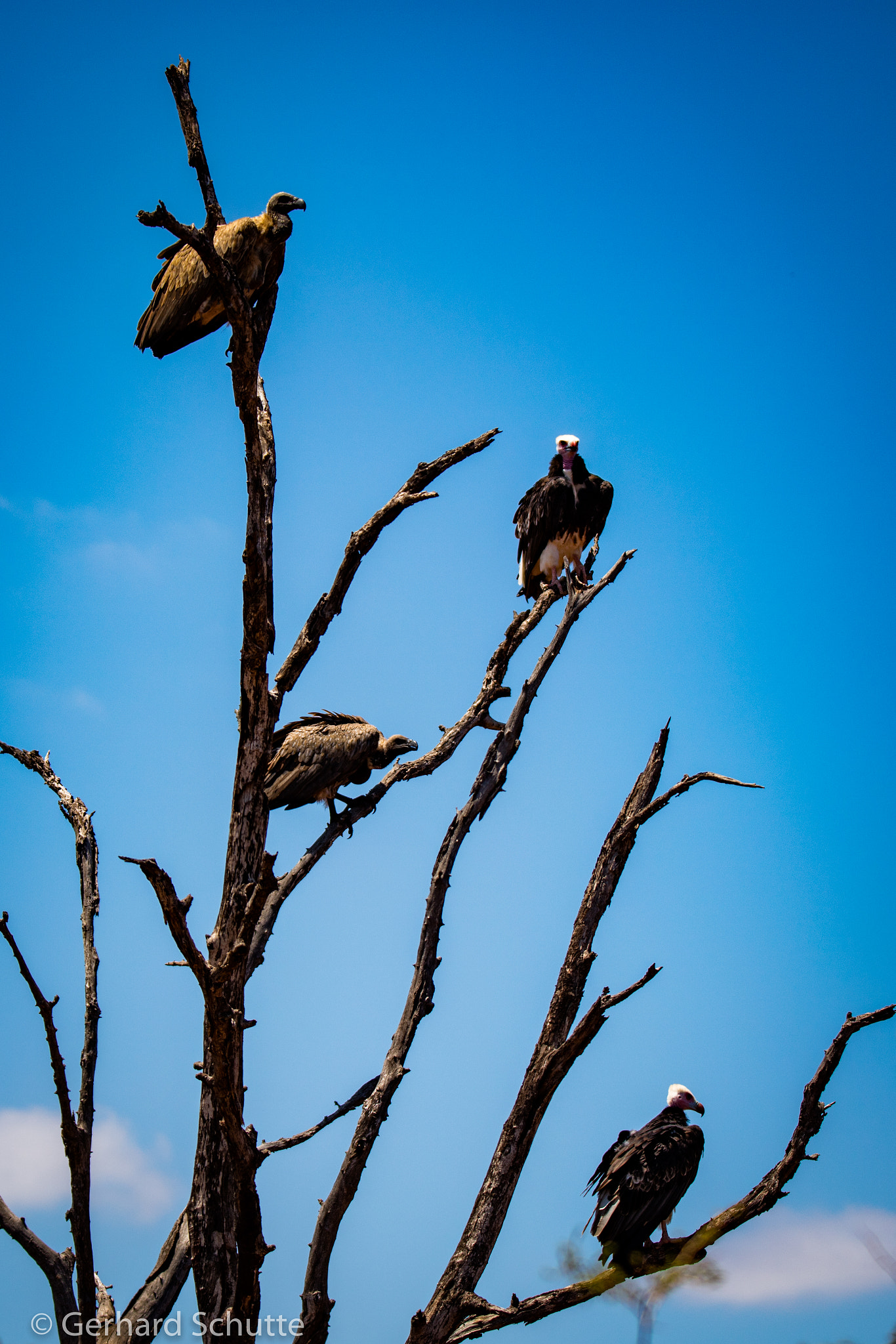 Tamron SP 150-600mm F5-6.3 Di VC USD sample photo. Waiting to be served photography
