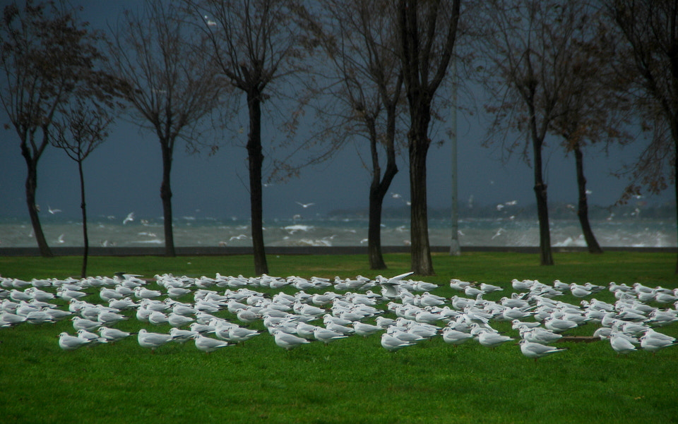 Nikon D70s sample photo. Storm photography