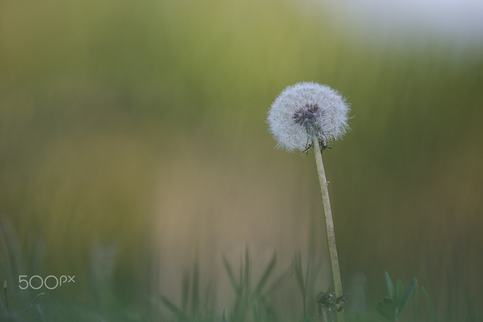 AF-S Zoom-Nikkor 80-200mm f/2.8D IF-ED sample photo. Lion tooth photography