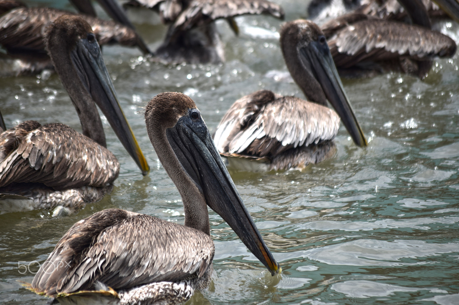 Nikon AF-S Nikkor 500mm F4D ED-IF II sample photo. Pelicanos photography