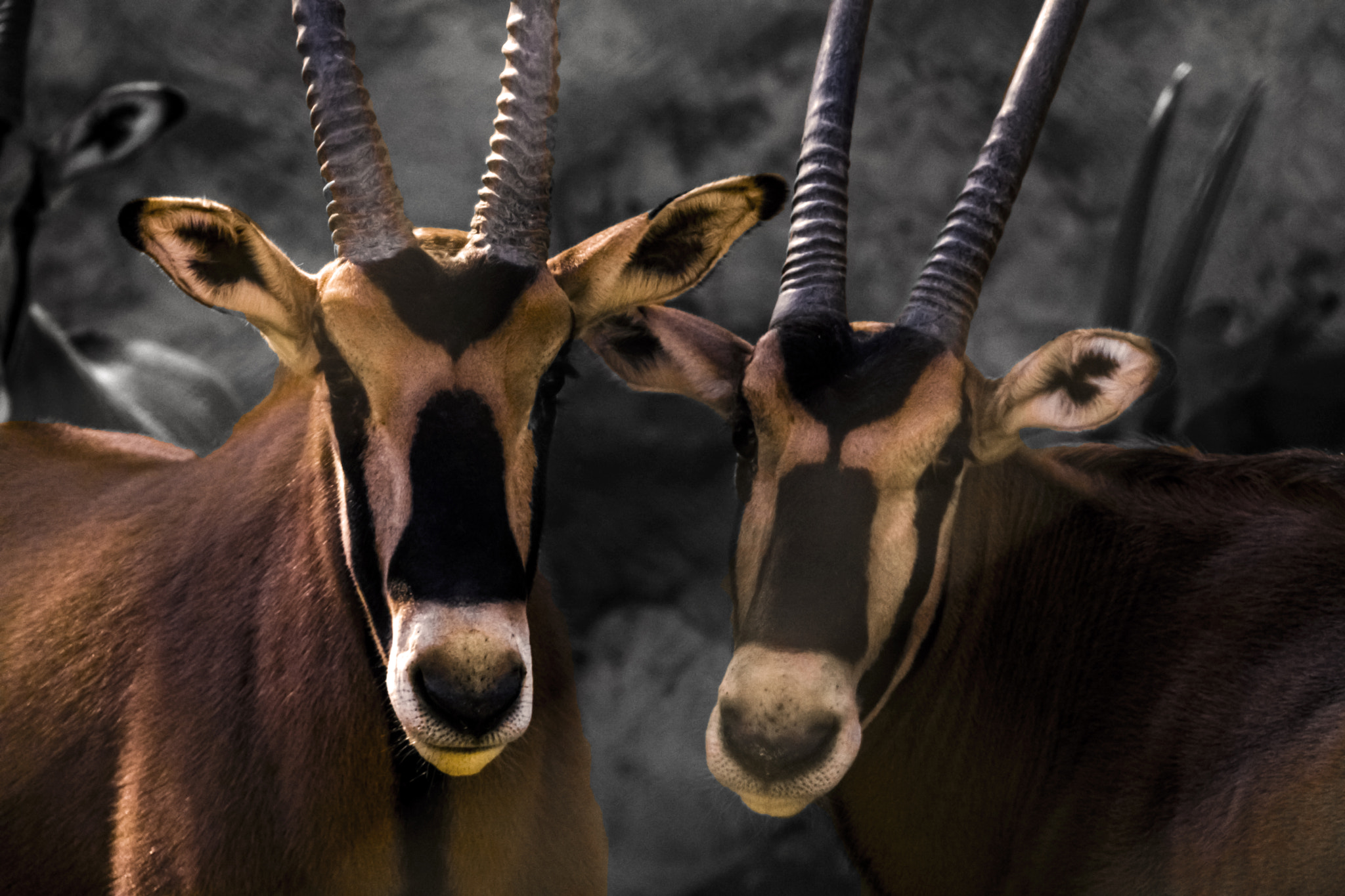 Sigma 150-600mm F5-6.3 DG OS HSM | C sample photo. Gazella photography